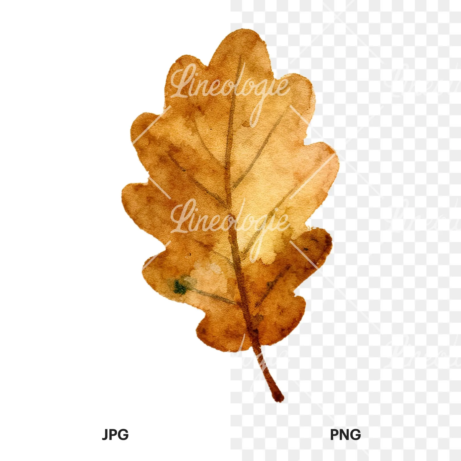 Watercolor autumn leaves orange brown red clipart 3 of 16, as a JPG on white and a transparent PNG