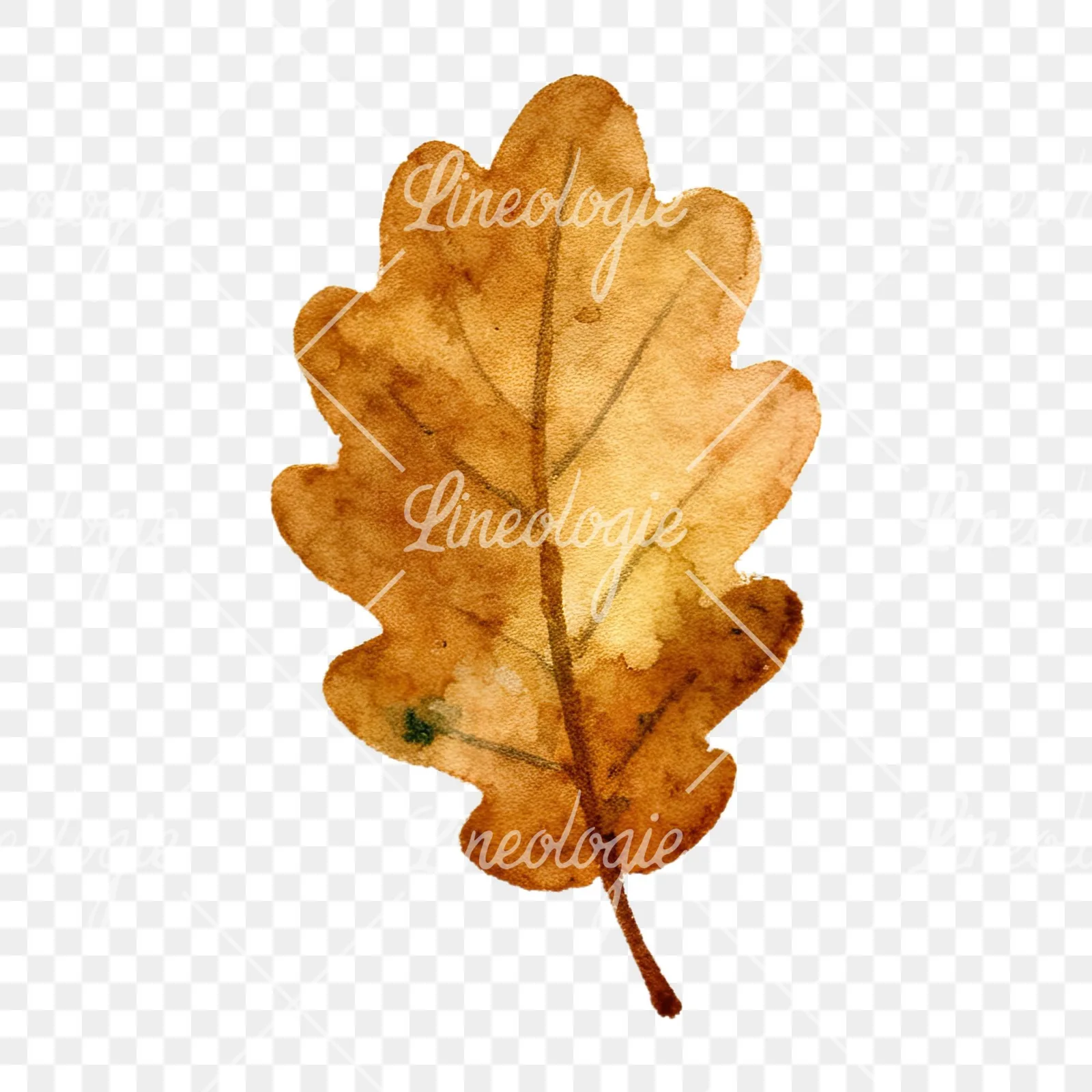 Watercolor autumn leaves orange brown red clipart 3 of 16 on a transparent background (PNG)