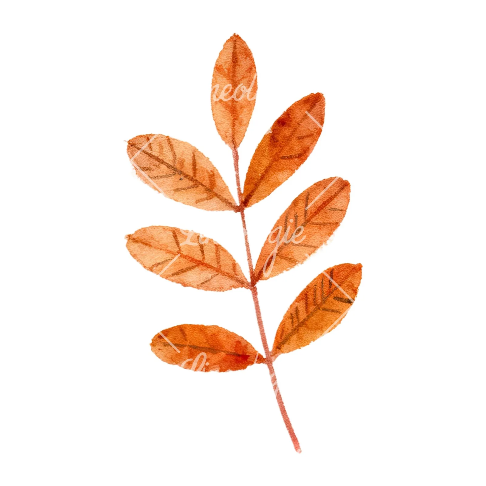 Watercolor autumn leaves orange brown red clipart 4 of 16 on a white background (JPG)