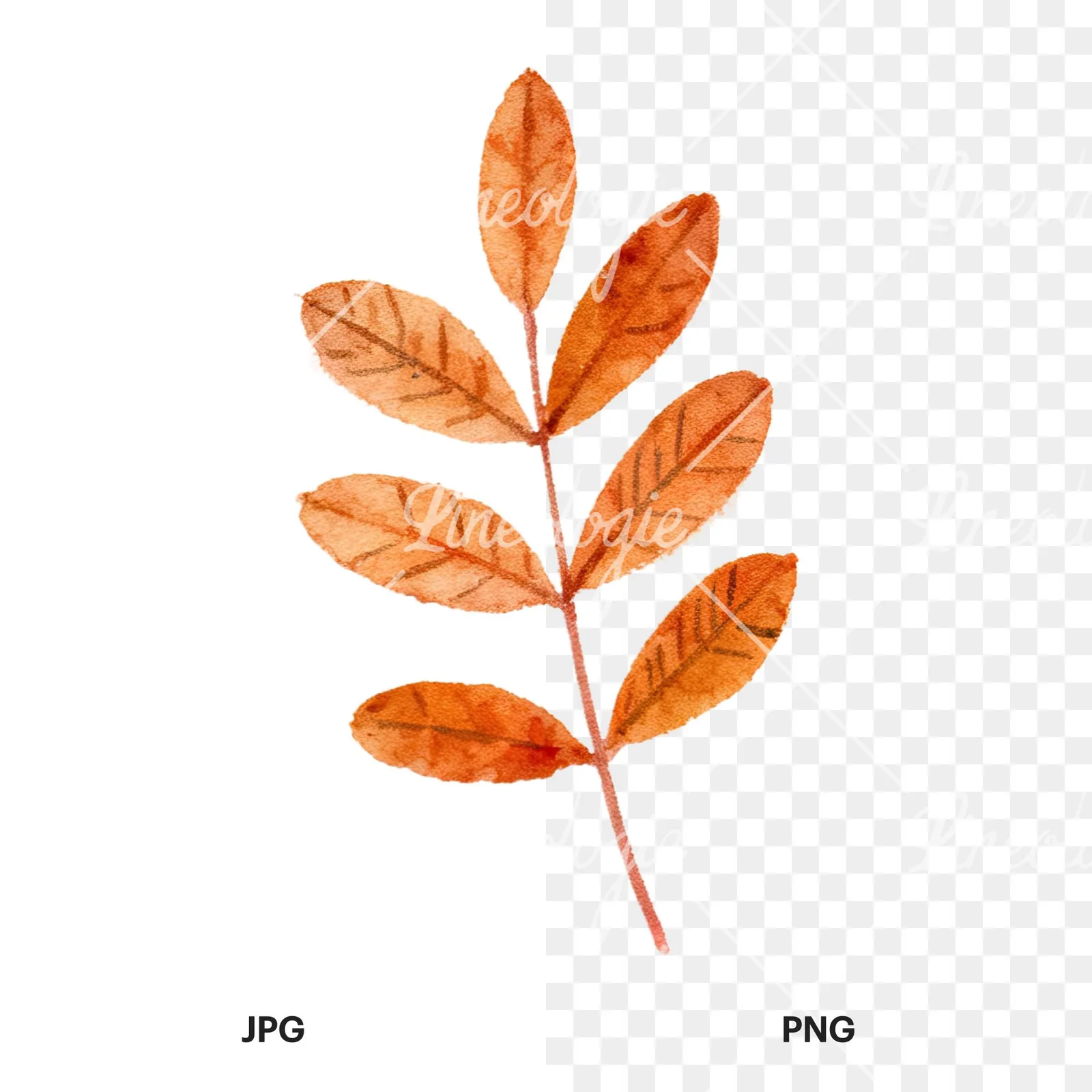 Watercolor autumn leaves orange brown red clipart 4 of 16, as a JPG on white and a transparent PNG