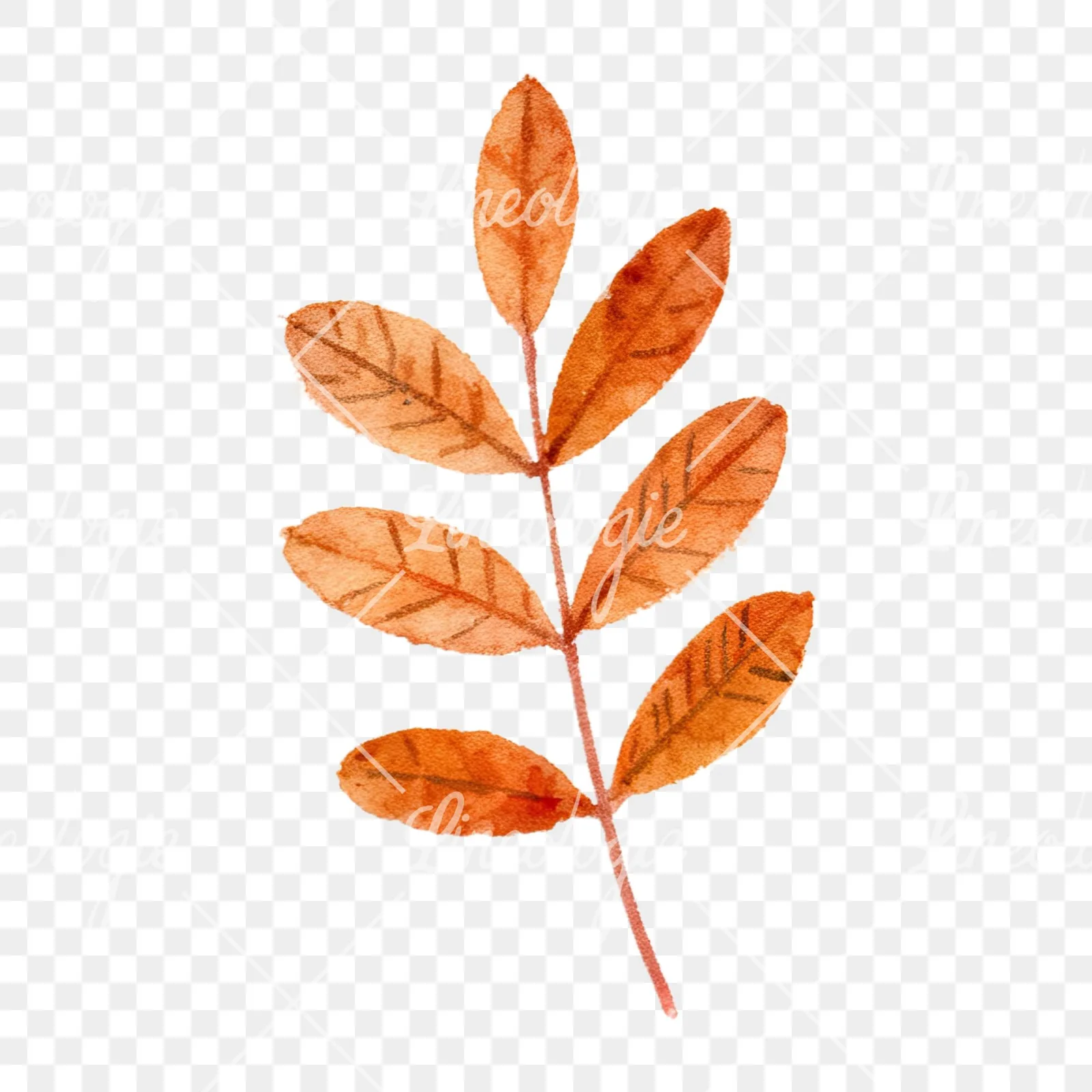 Watercolor autumn leaves orange brown red clipart 4 of 16 on a transparent background (PNG)