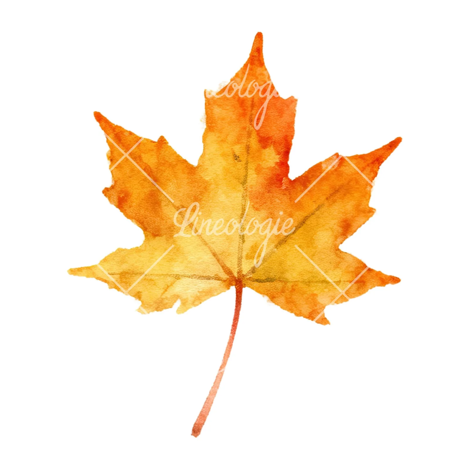 Watercolor autumn leaves orange brown red clipart 6 of 16 on a white background (JPG)