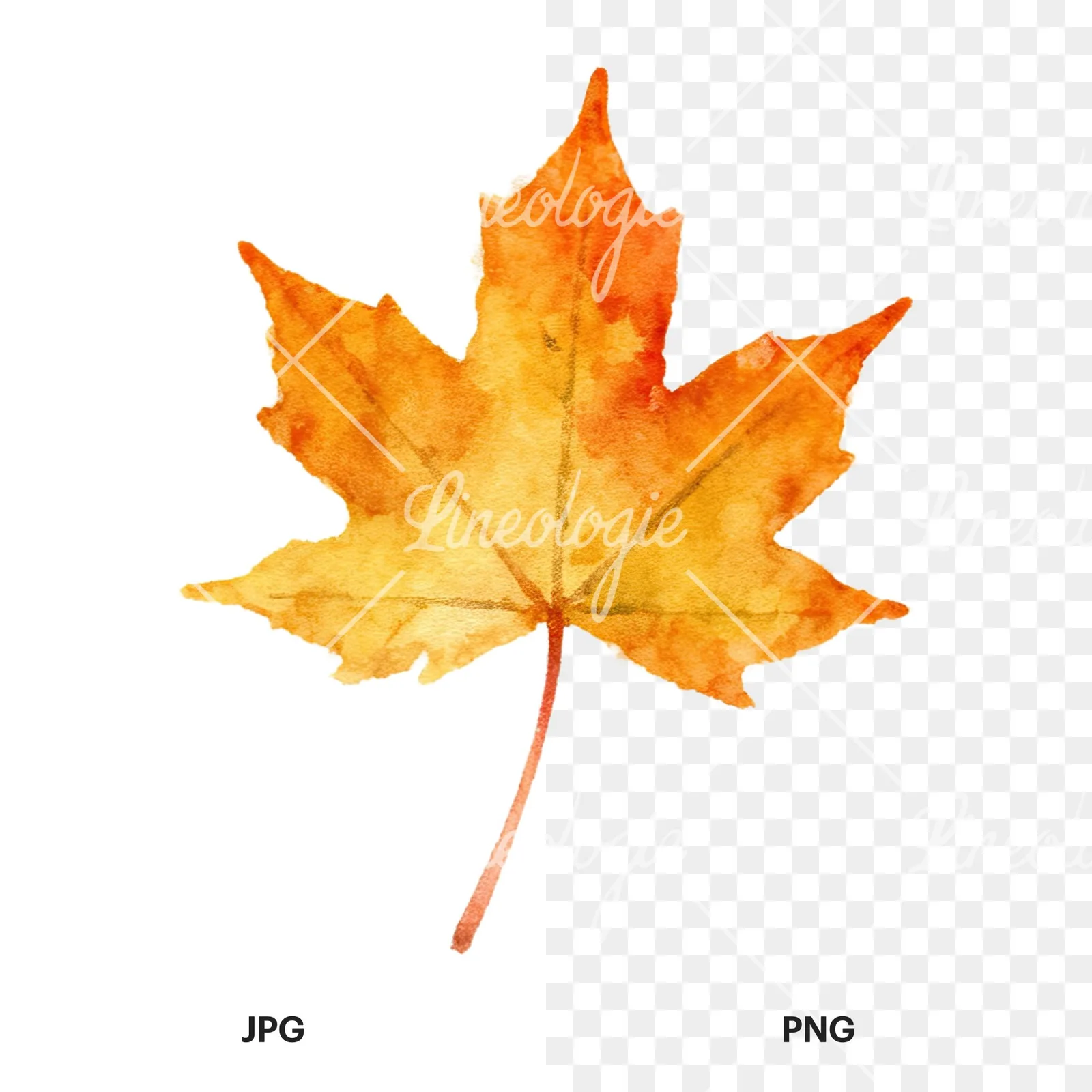 Watercolor autumn leaves orange brown red clipart 6 of 16, as a JPG on white and a transparent PNG