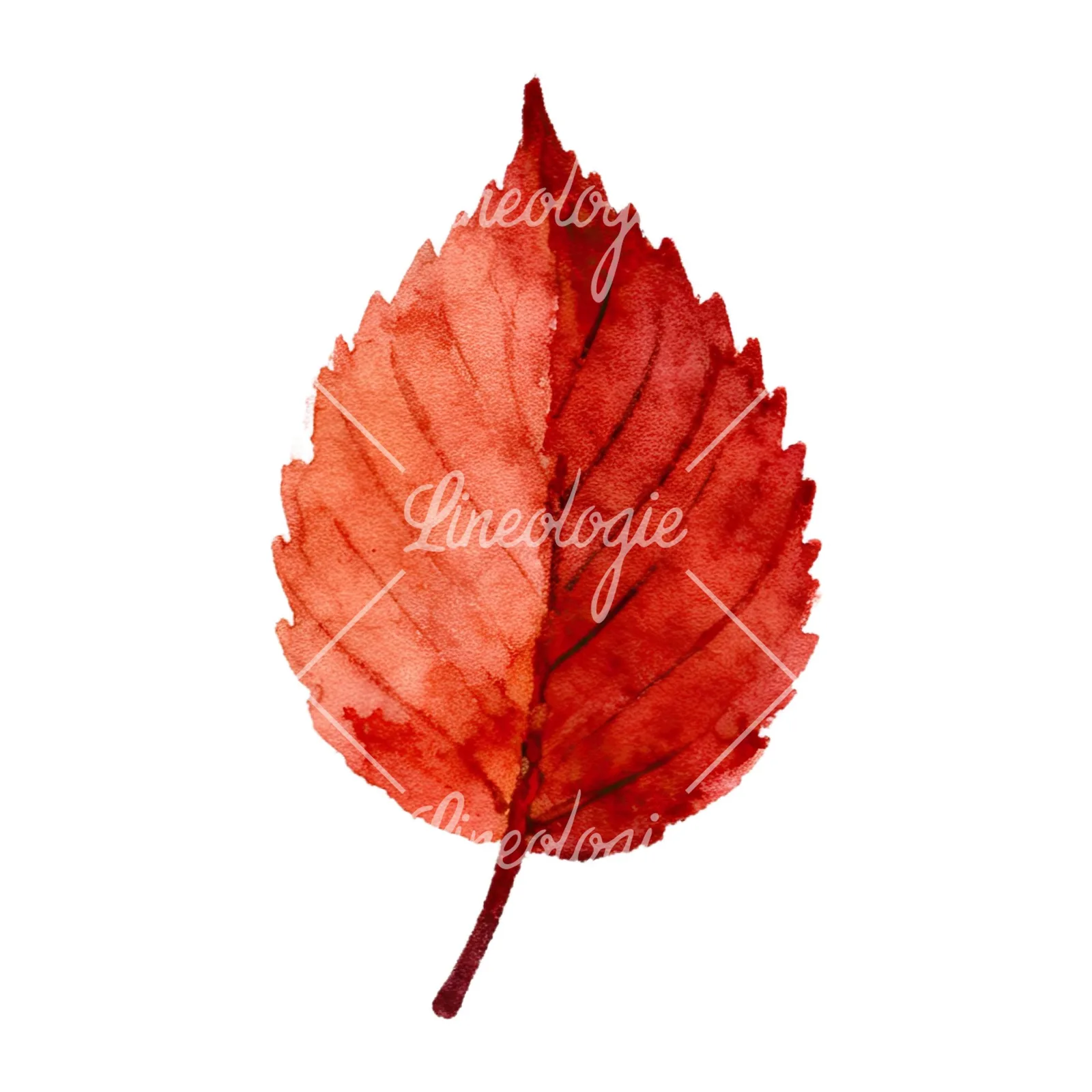 Watercolor autumn leaves orange brown red clipart 7 of 16 on a white background (JPG)