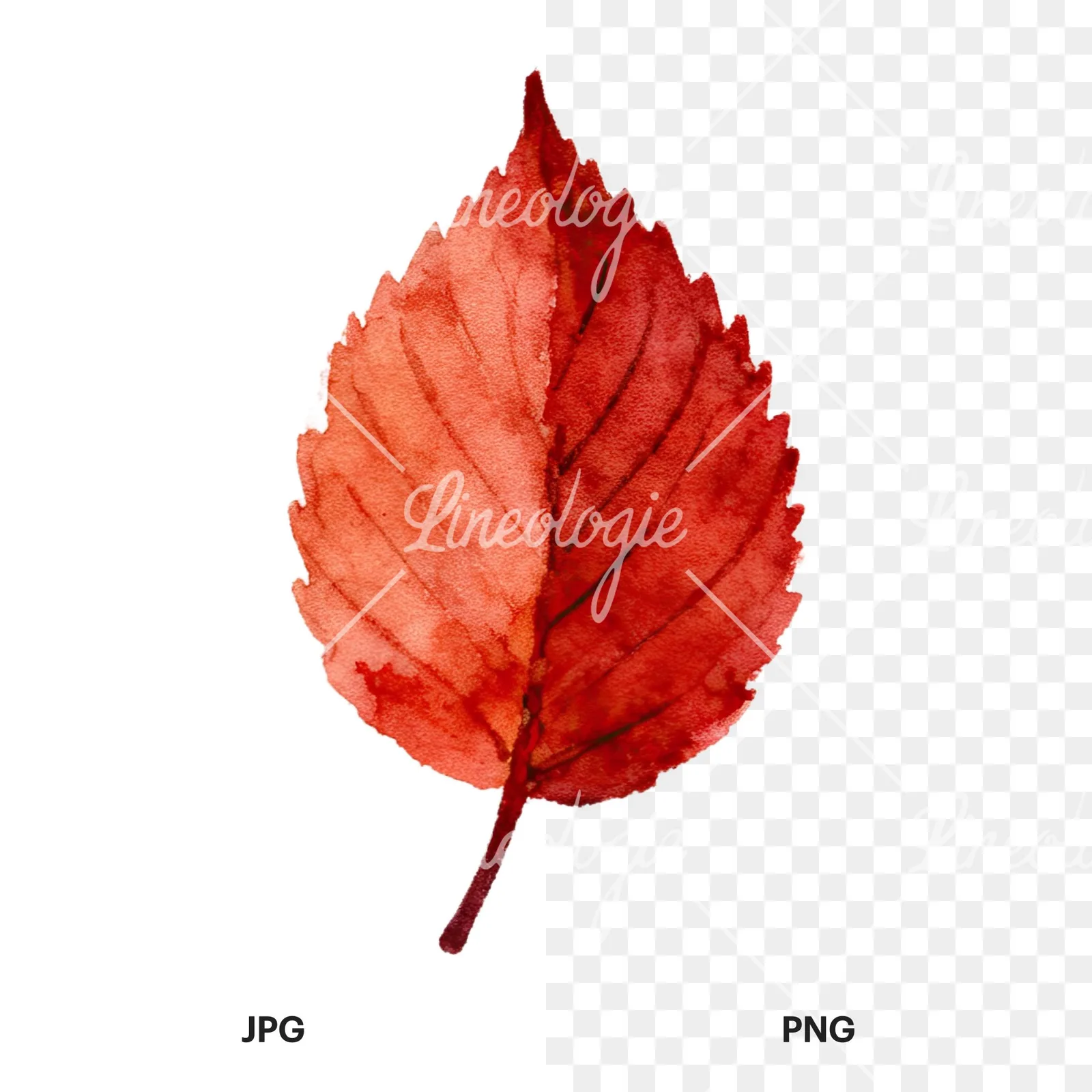 Watercolor autumn leaves orange brown red clipart 7 of 16, as a JPG on white and a transparent PNG