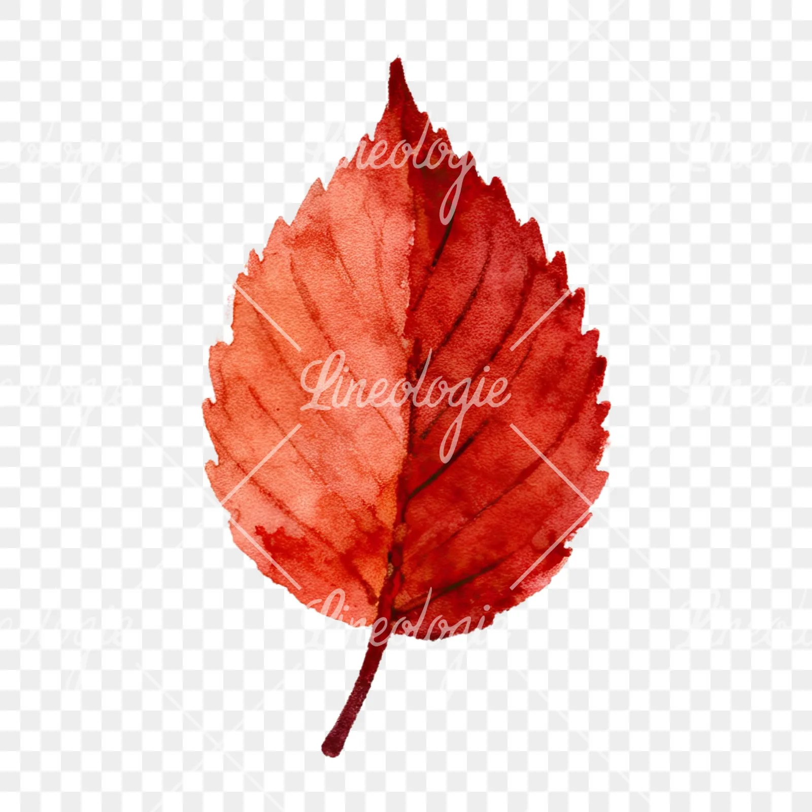 Watercolor autumn leaves orange brown red clipart 7 of 16 on a transparent background (PNG)
