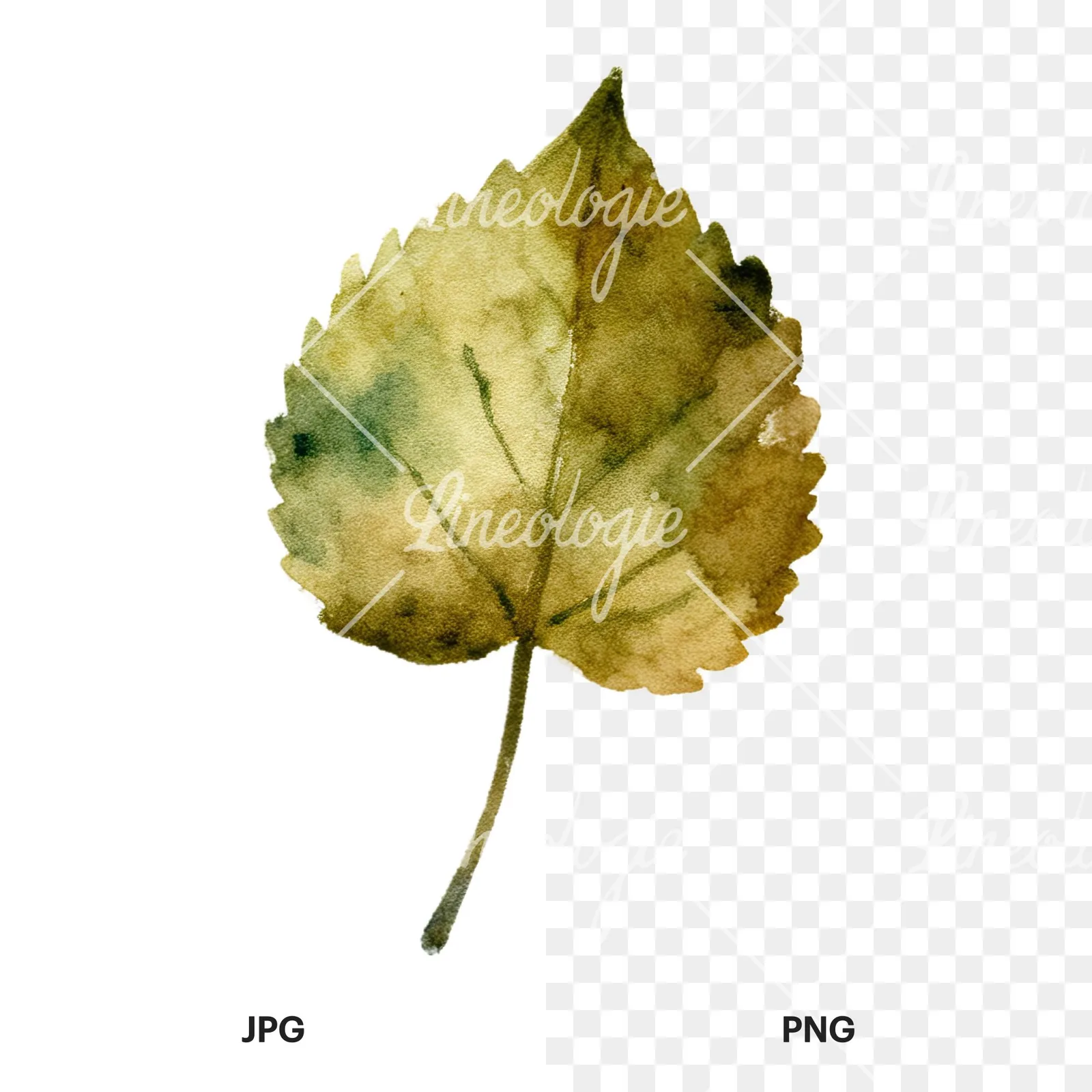 Watercolor autumn leaves orange brown red clipart 8 of 16, as a JPG on white and a transparent PNG