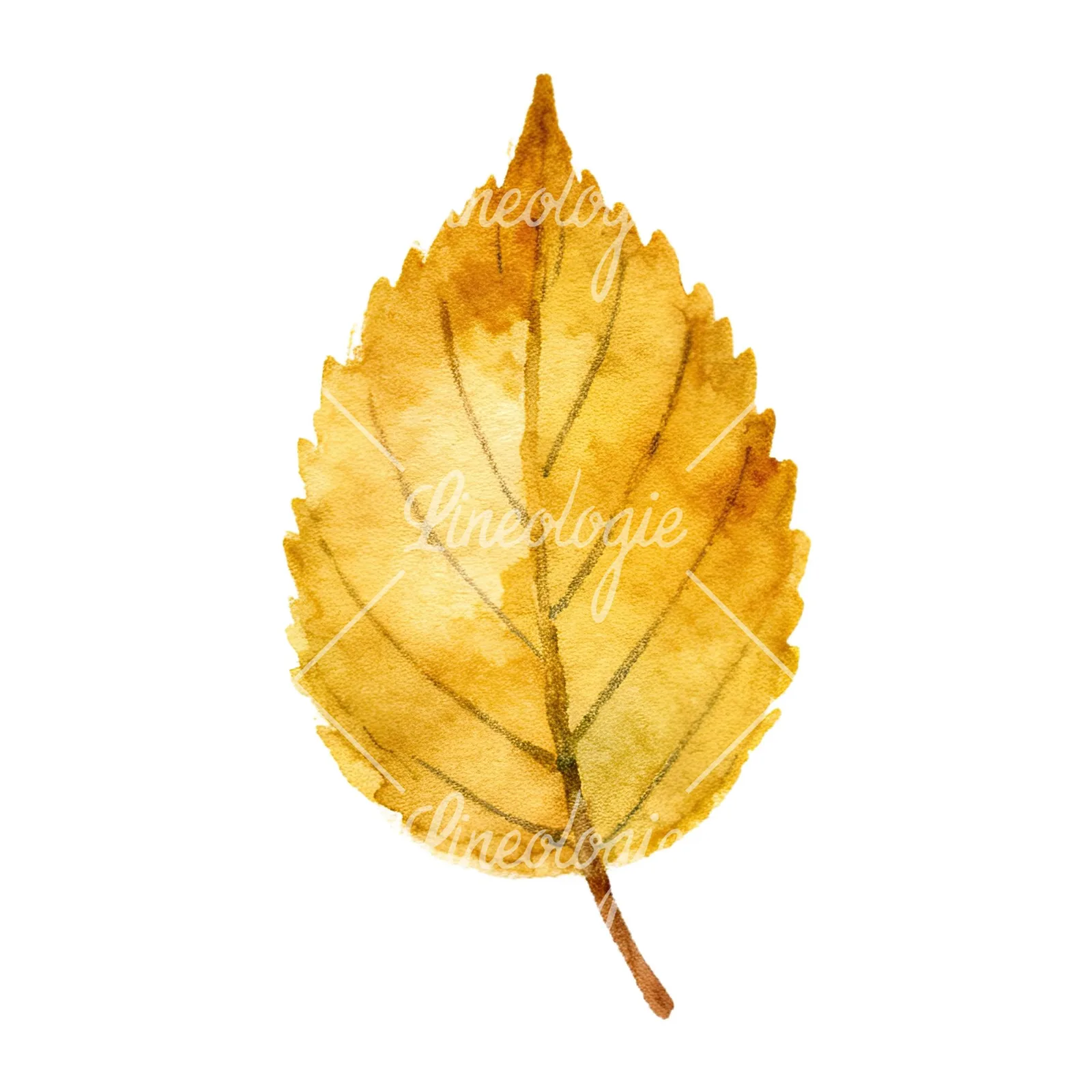 Watercolor autumn leaves orange brown red clipart 9 of 16 on a white background (JPG)