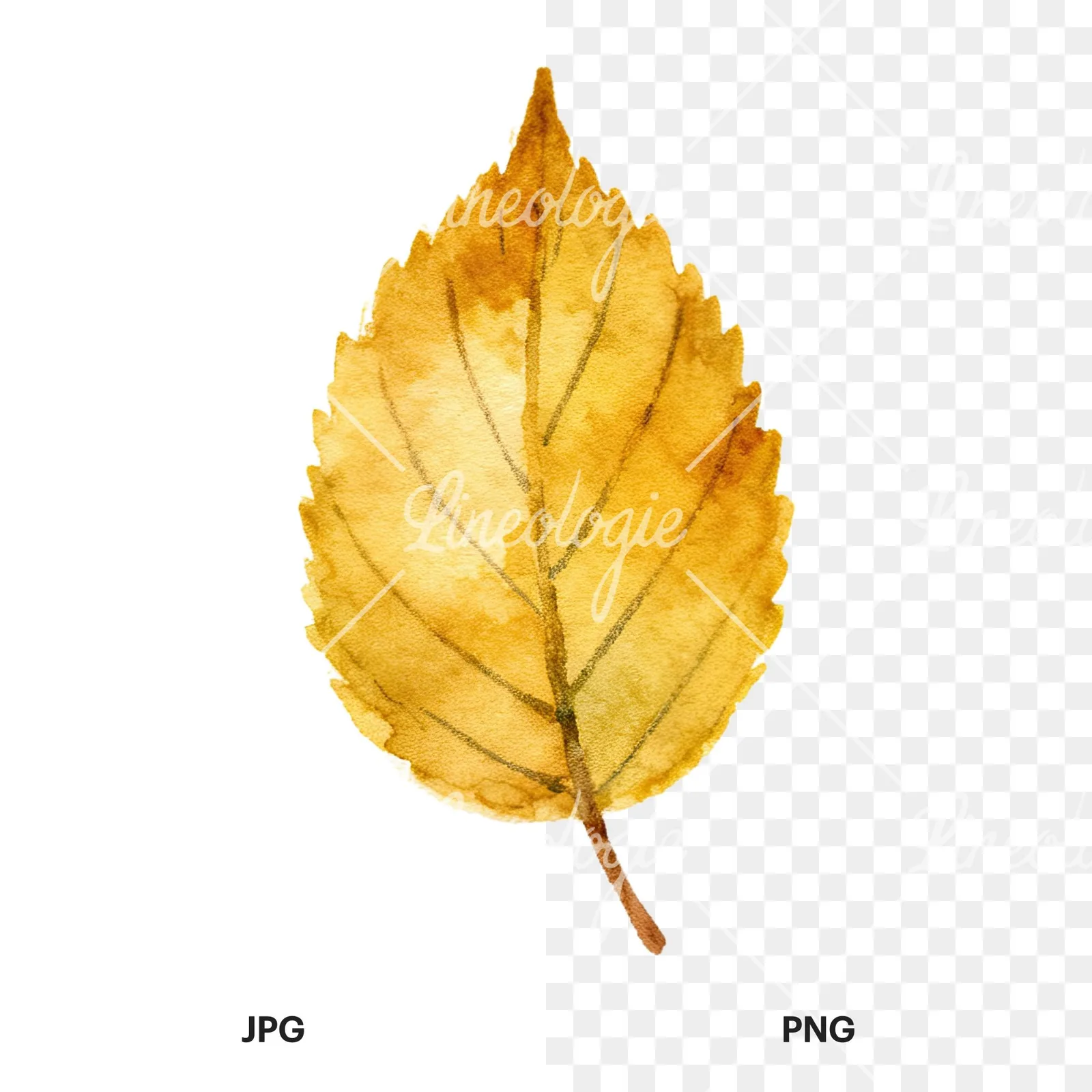 Watercolor autumn leaves orange brown red clipart 9 of 16, as a JPG on white and a transparent PNG