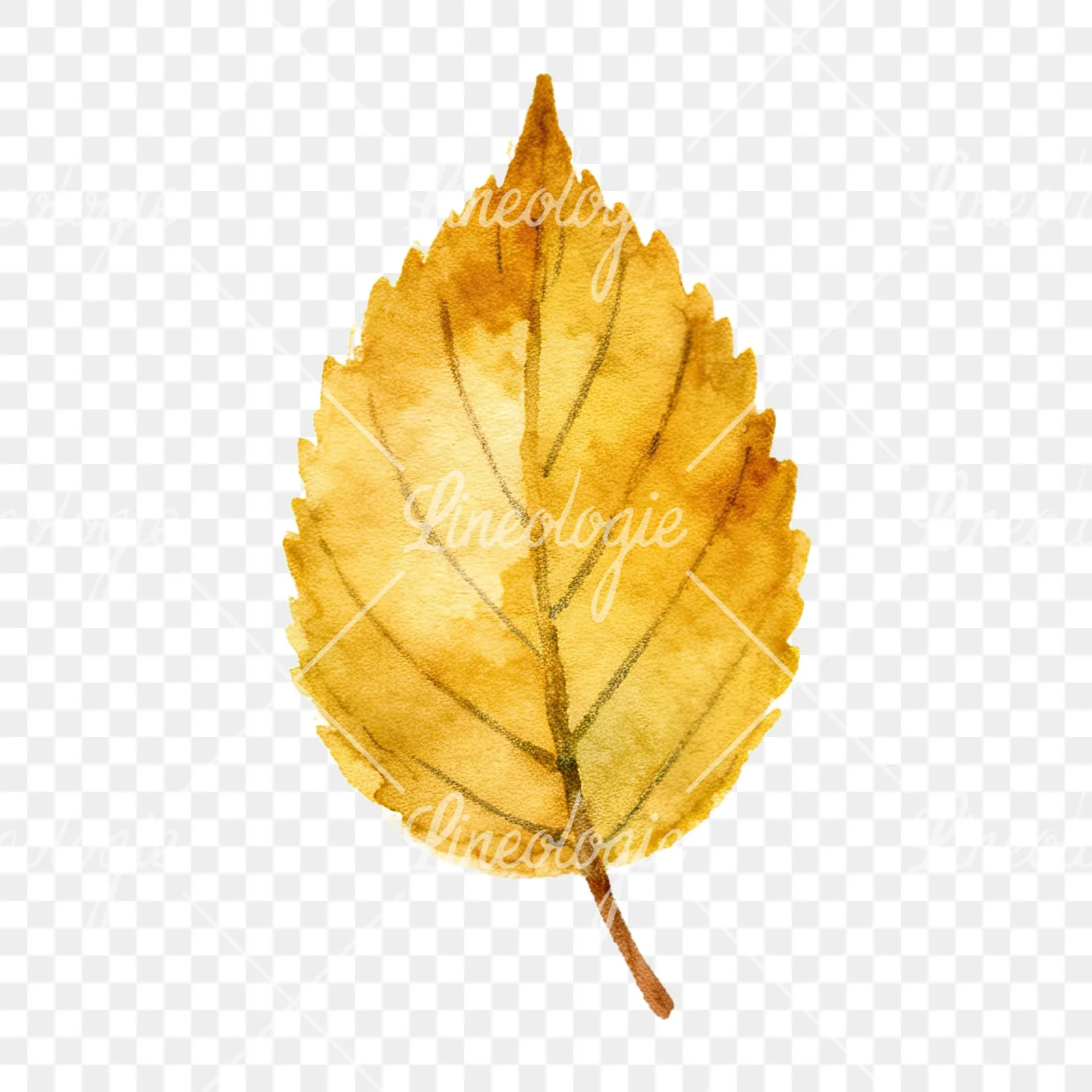 Watercolor autumn leaves orange brown red clipart 9 of 16 on a transparent background (PNG)