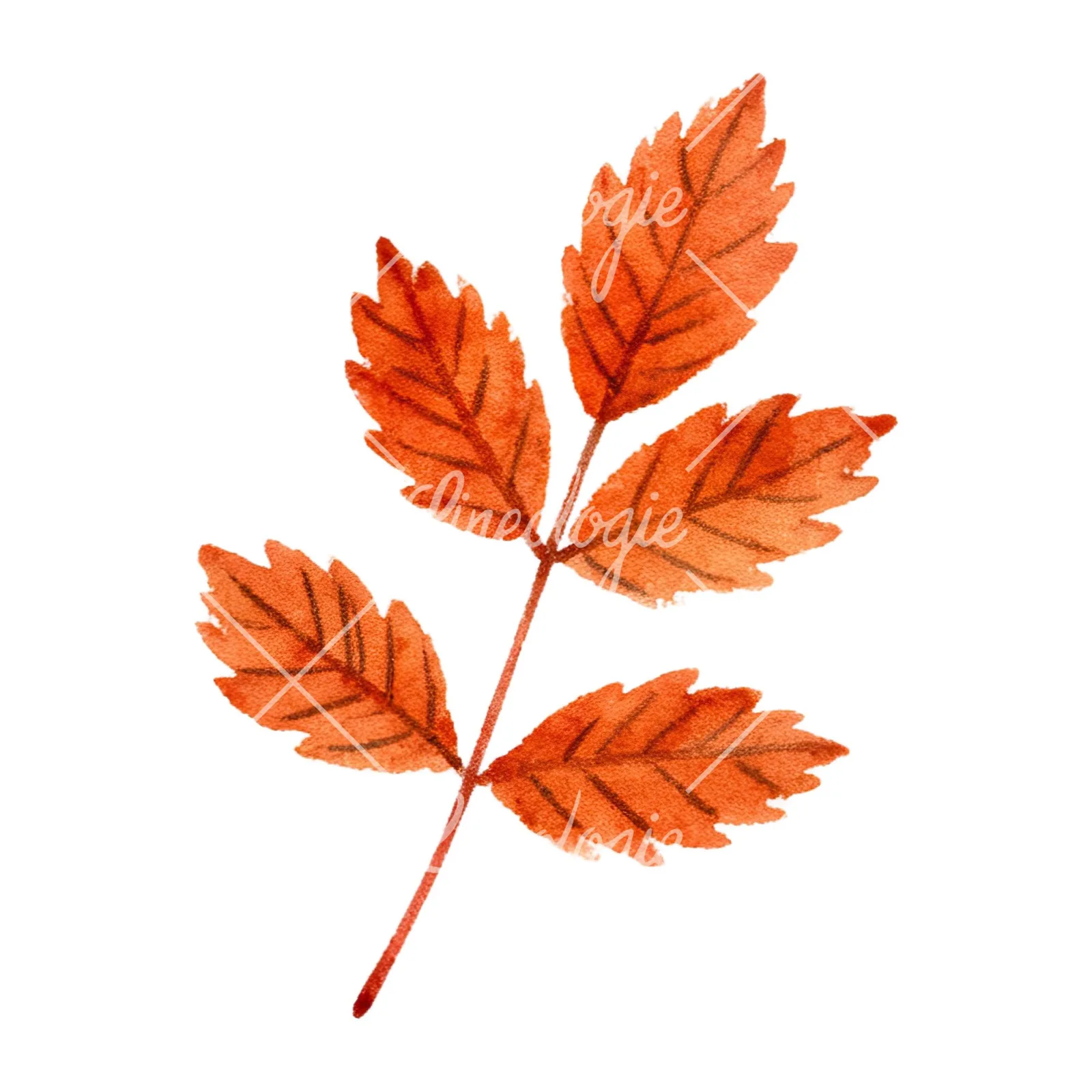 Watercolor autumn leaves orange brown red clipart 10 of 16 on a white background (JPG)