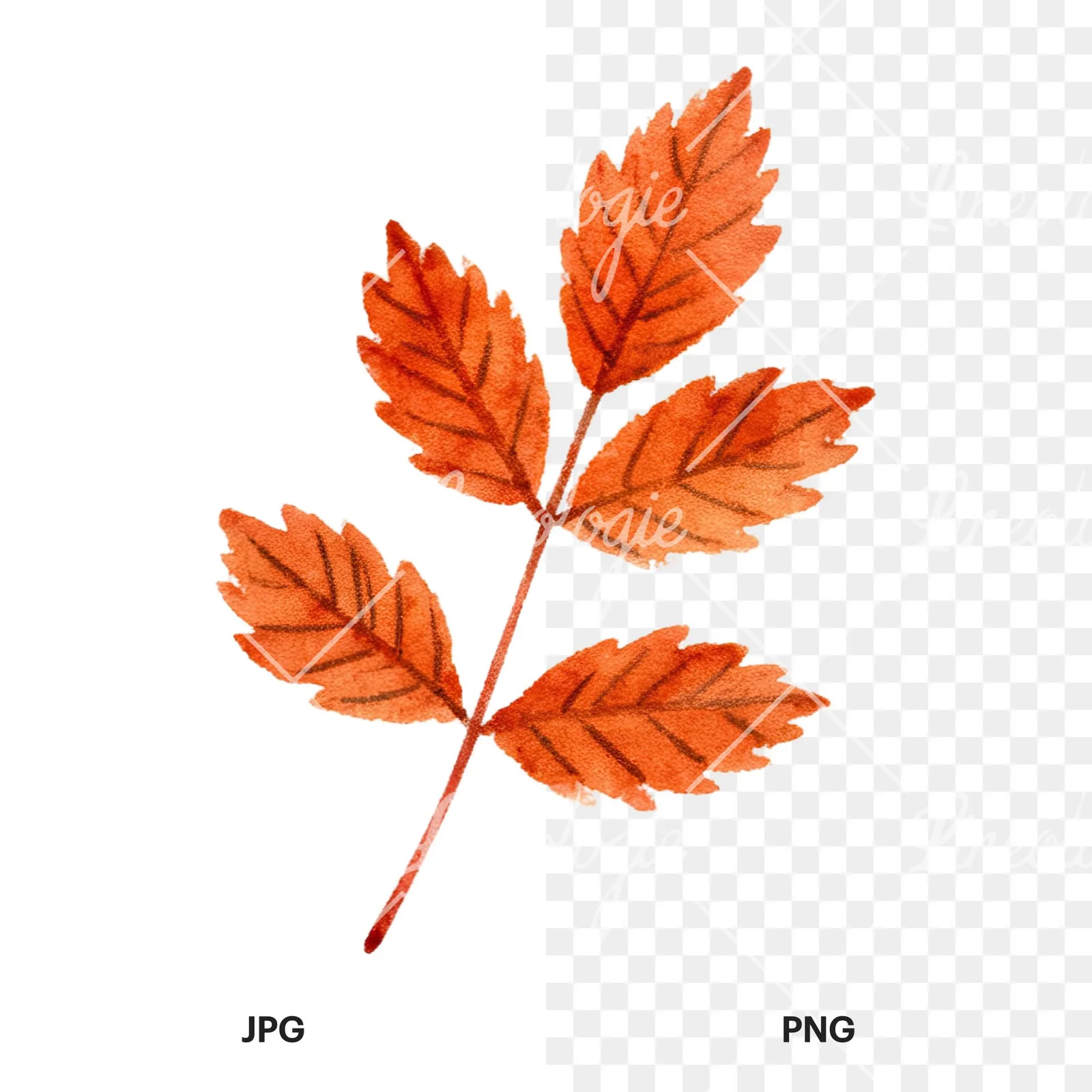 Watercolor autumn leaves orange brown red clipart 10 of 16, as a JPG on white and a transparent PNG