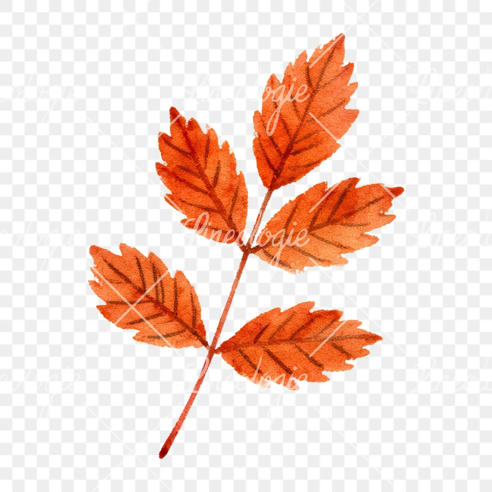 Watercolor autumn leaves orange brown red clipart 10 of 16 on a transparent background (PNG)