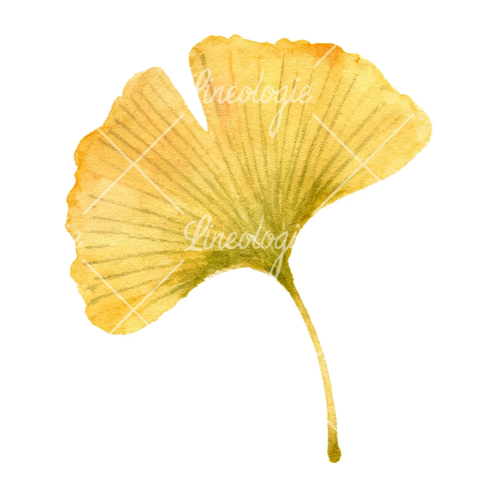 Watercolor autumn leaves orange brown red clipart 11 of 16 on a white background (JPG)