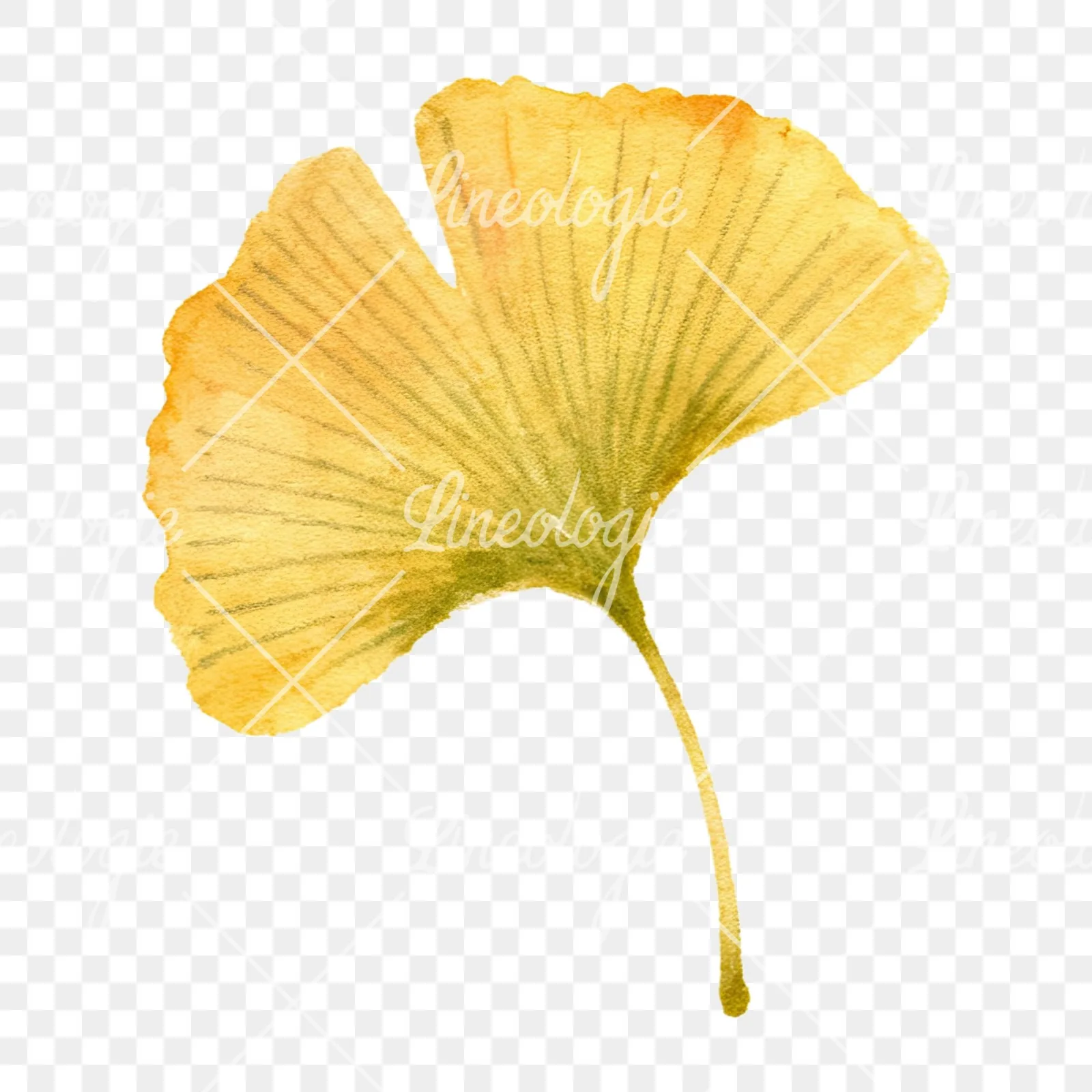 Watercolor autumn leaves orange brown red clipart 11 of 16 on a transparent background (PNG)
