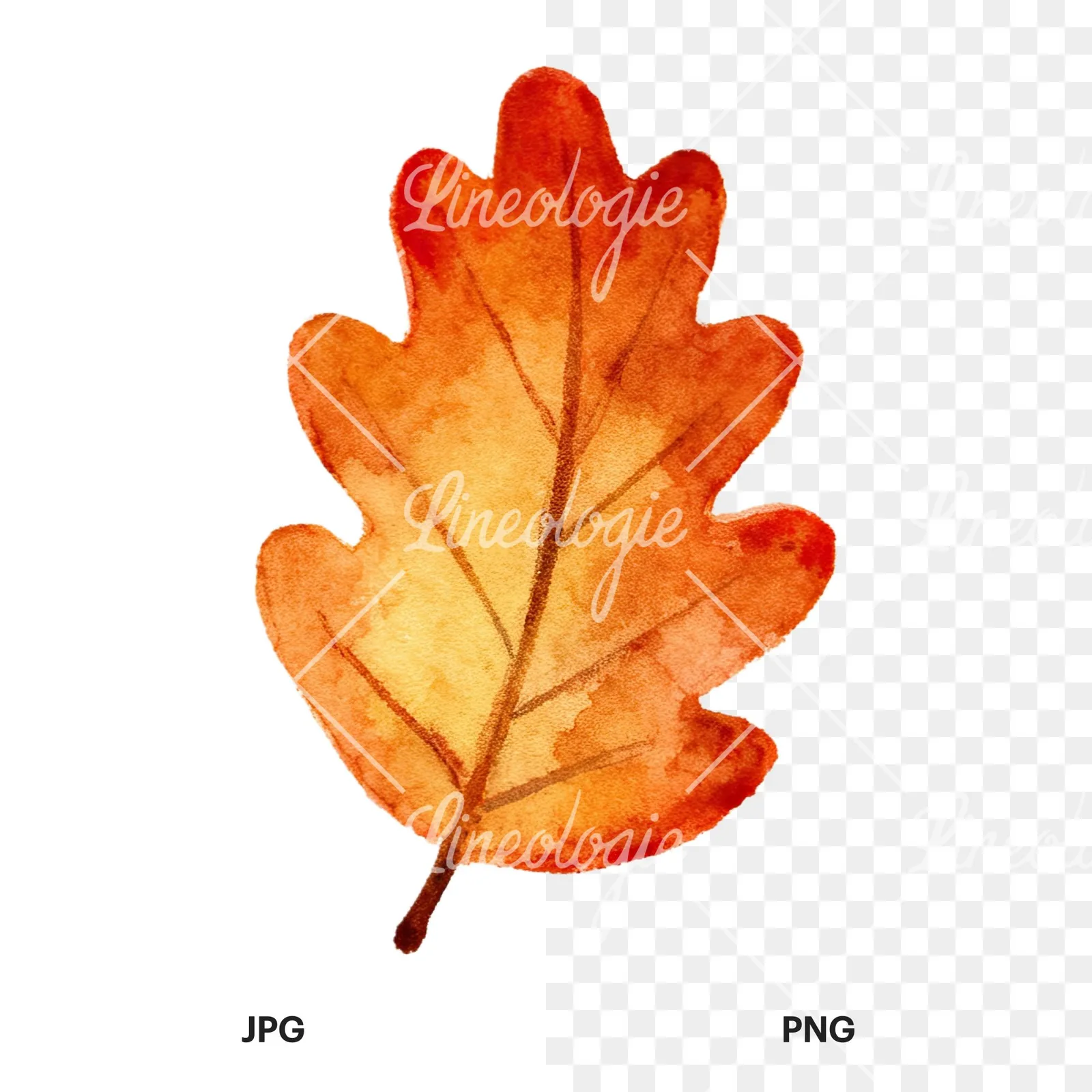 Watercolor autumn leaves orange brown red clipart 12 of 16, as a JPG on white and a transparent PNG