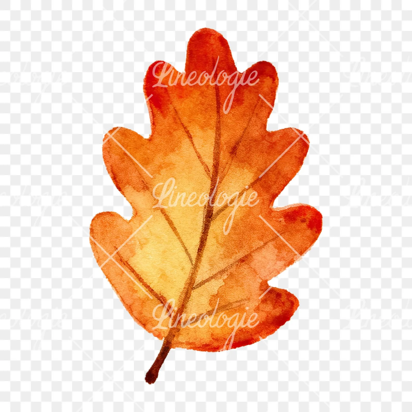 Watercolor autumn leaves orange brown red clipart 12 of 16 on a transparent background (PNG)