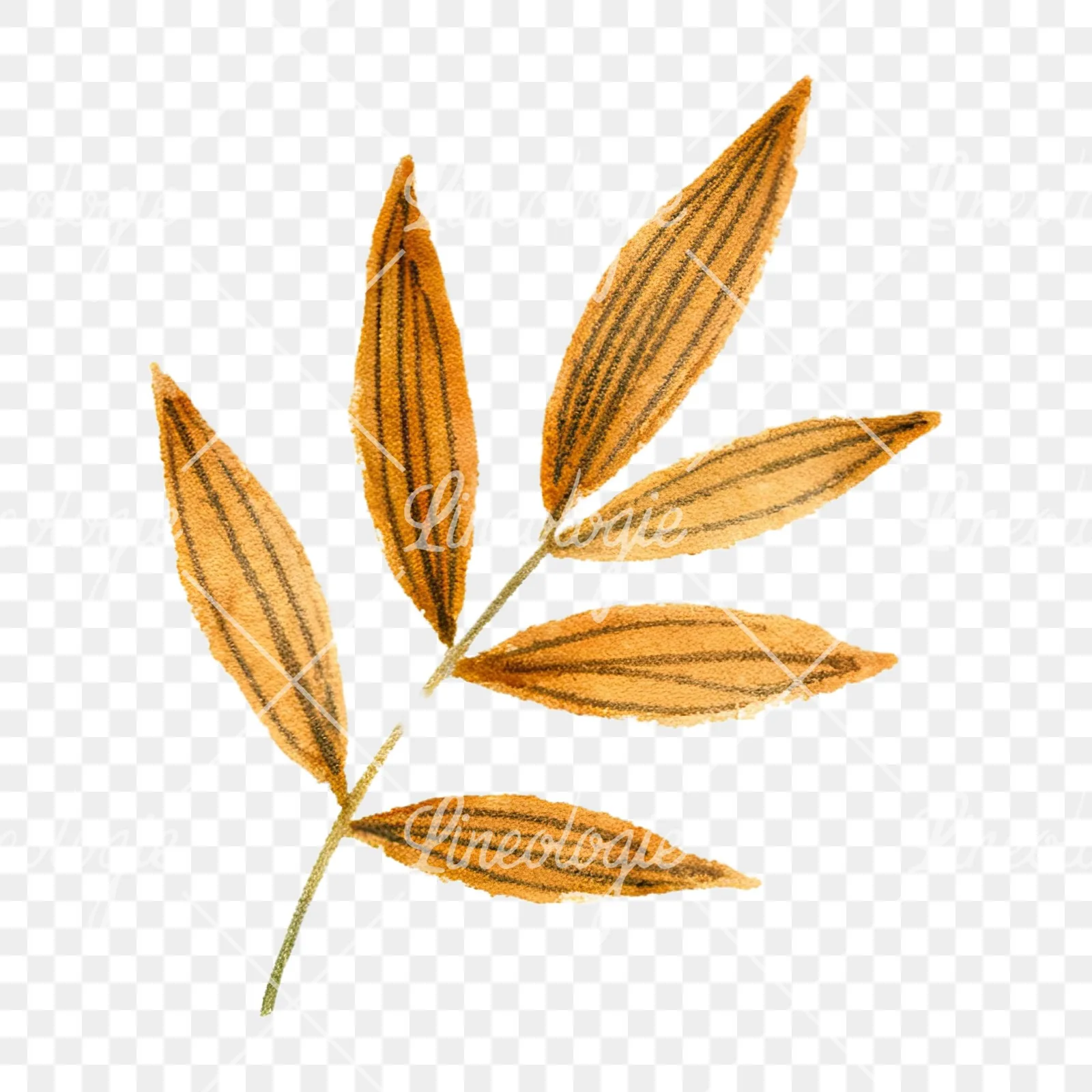 Watercolor autumn leaves orange brown red clipart 13 of 16 on a transparent background (PNG)
