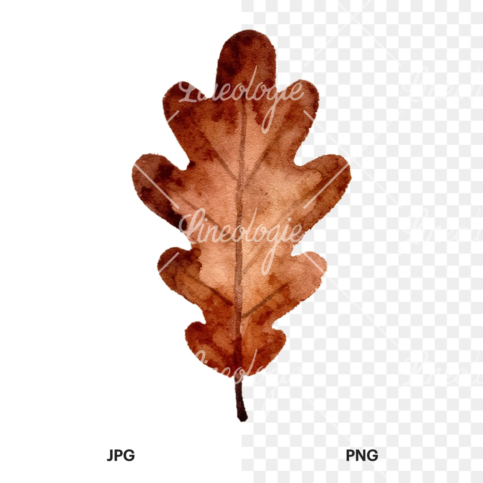 Watercolor autumn leaves orange brown red clipart 14 of 16, as a JPG on white and a transparent PNG