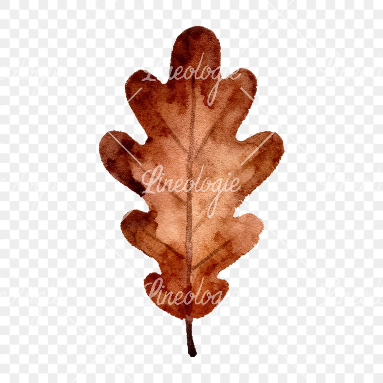 Watercolor autumn leaves orange brown red clipart 14 of 16 on a transparent background (PNG)