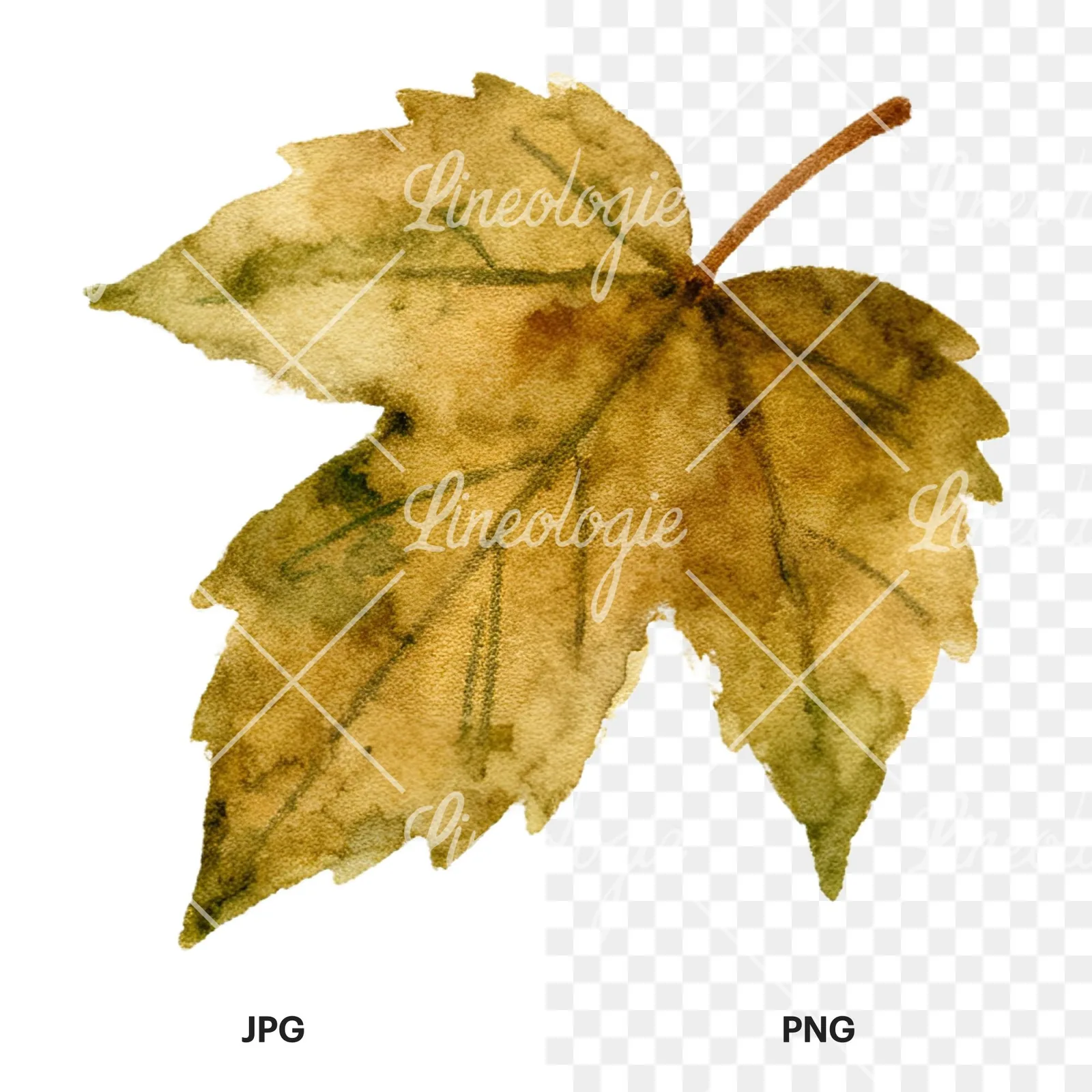 Watercolor autumn leaves orange brown red clipart 15 of 16, as a JPG on white and a transparent PNG