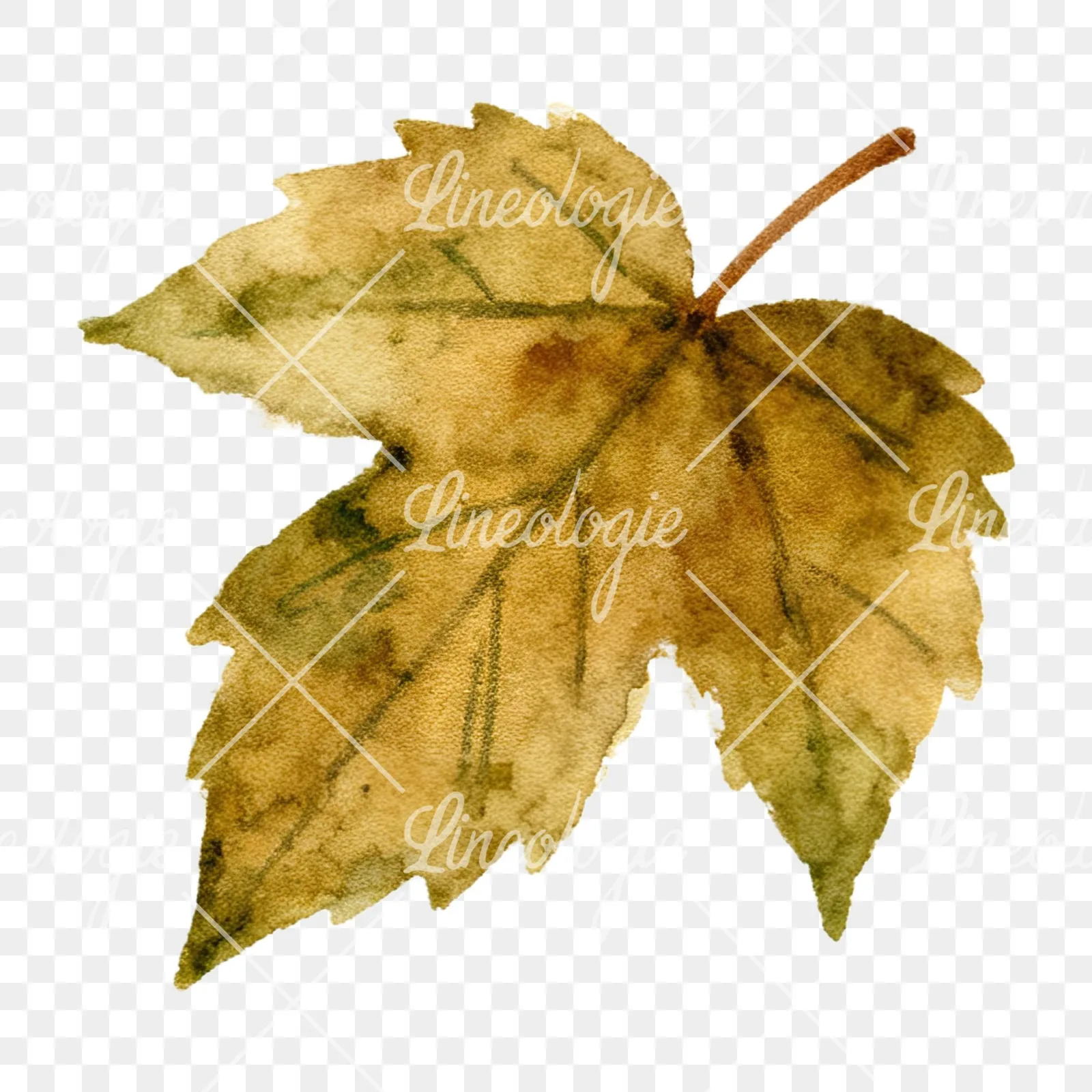 Watercolor autumn leaves orange brown red clipart 15 of 16 on a transparent background (PNG)