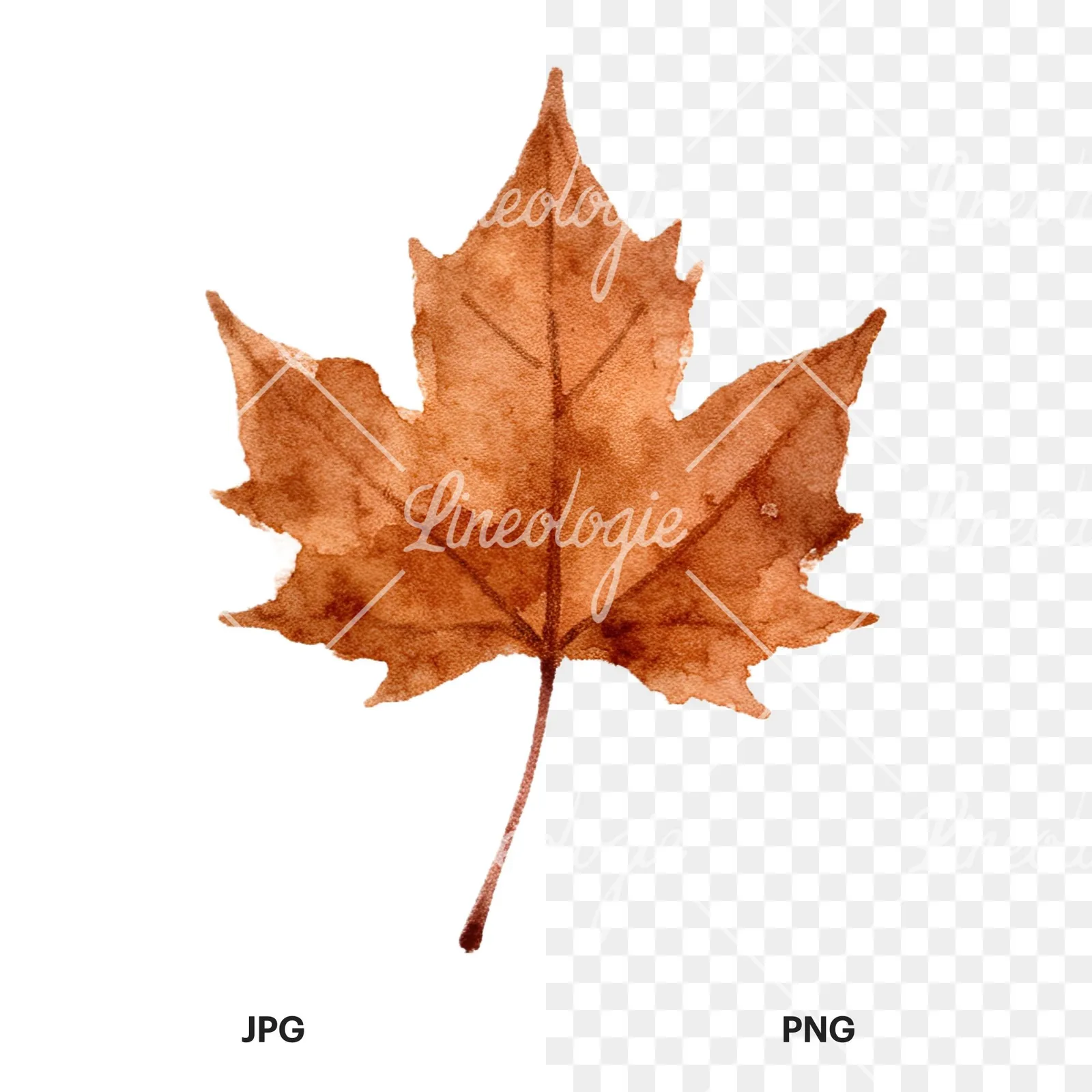 Watercolor autumn leaves orange brown red clipart 16 of 16, as a JPG on white and a transparent PNG