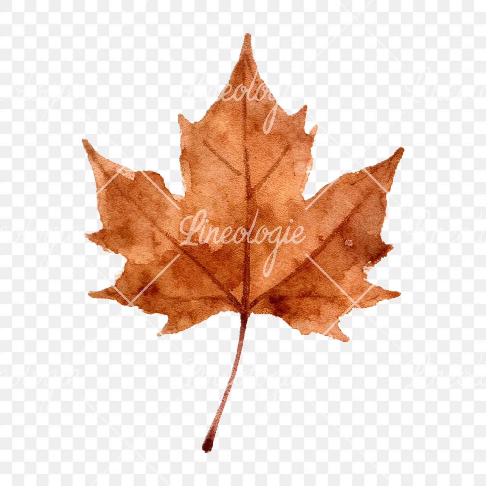 Watercolor autumn leaves orange brown red clipart 16 of 16 on a transparent background (PNG)