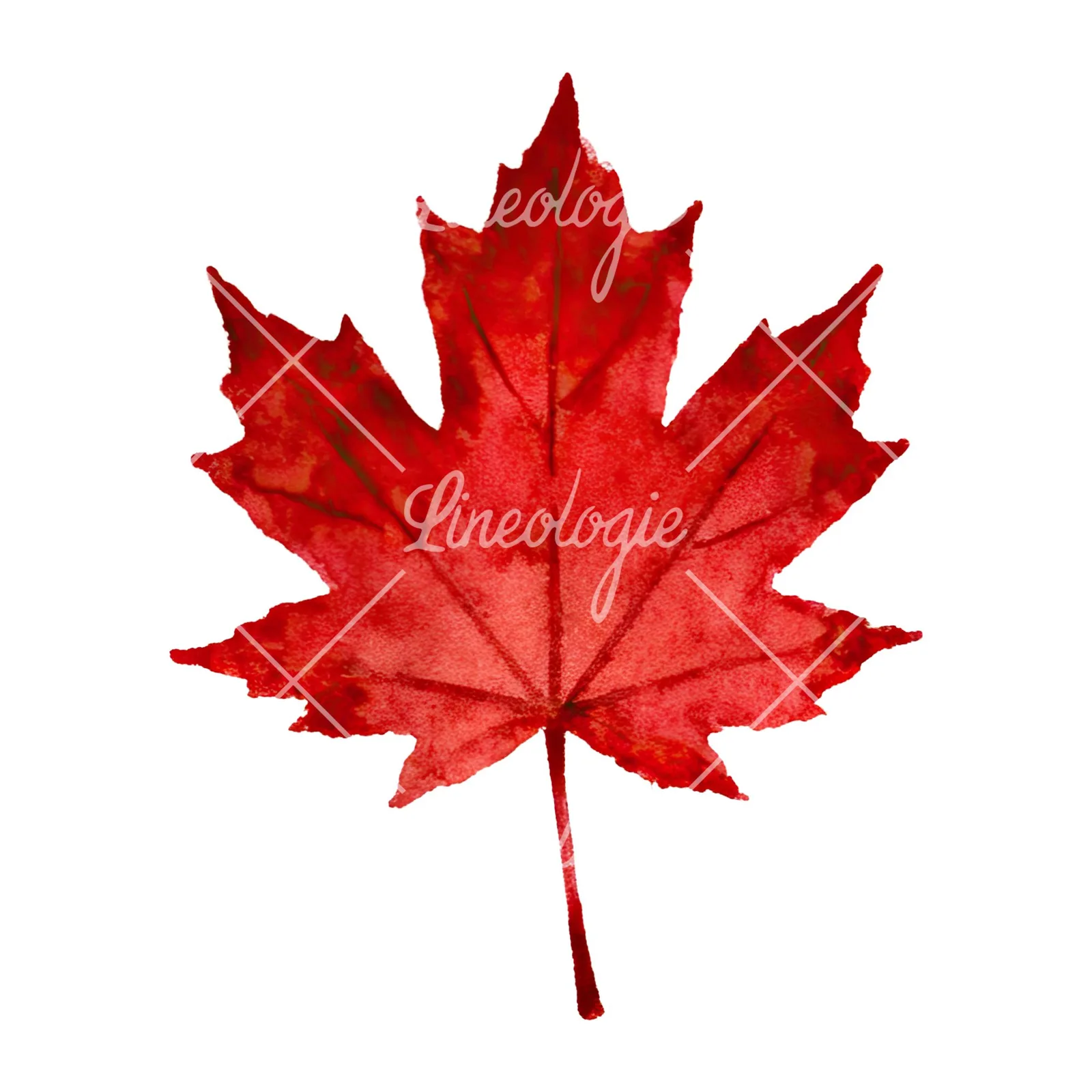 Watercolor brown autumn leaves acorn clipart 1 of 16 on a white background (JPG)