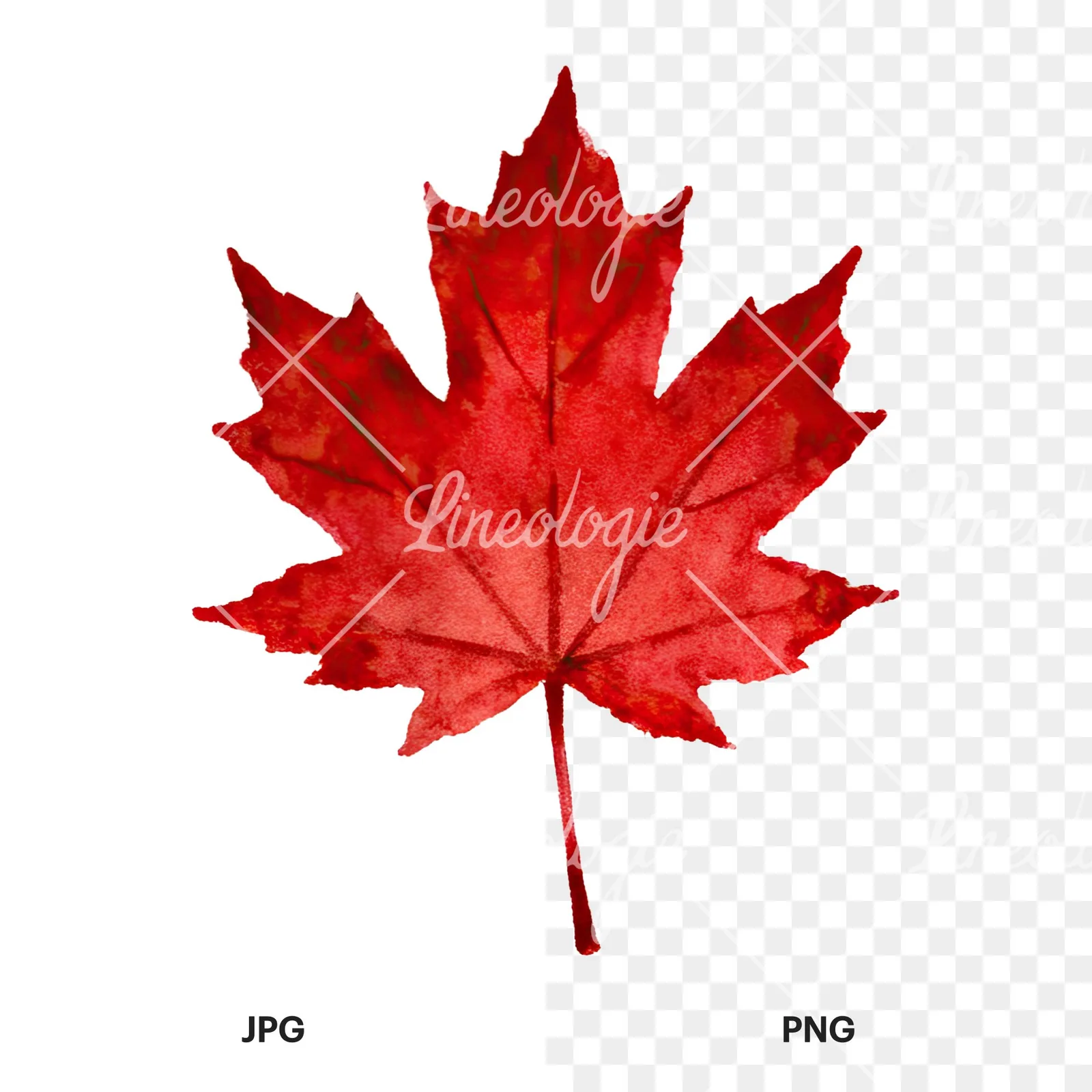 Watercolor brown autumn leaves acorn clipart 1 of 16, as a JPG on white and a transparent PNG