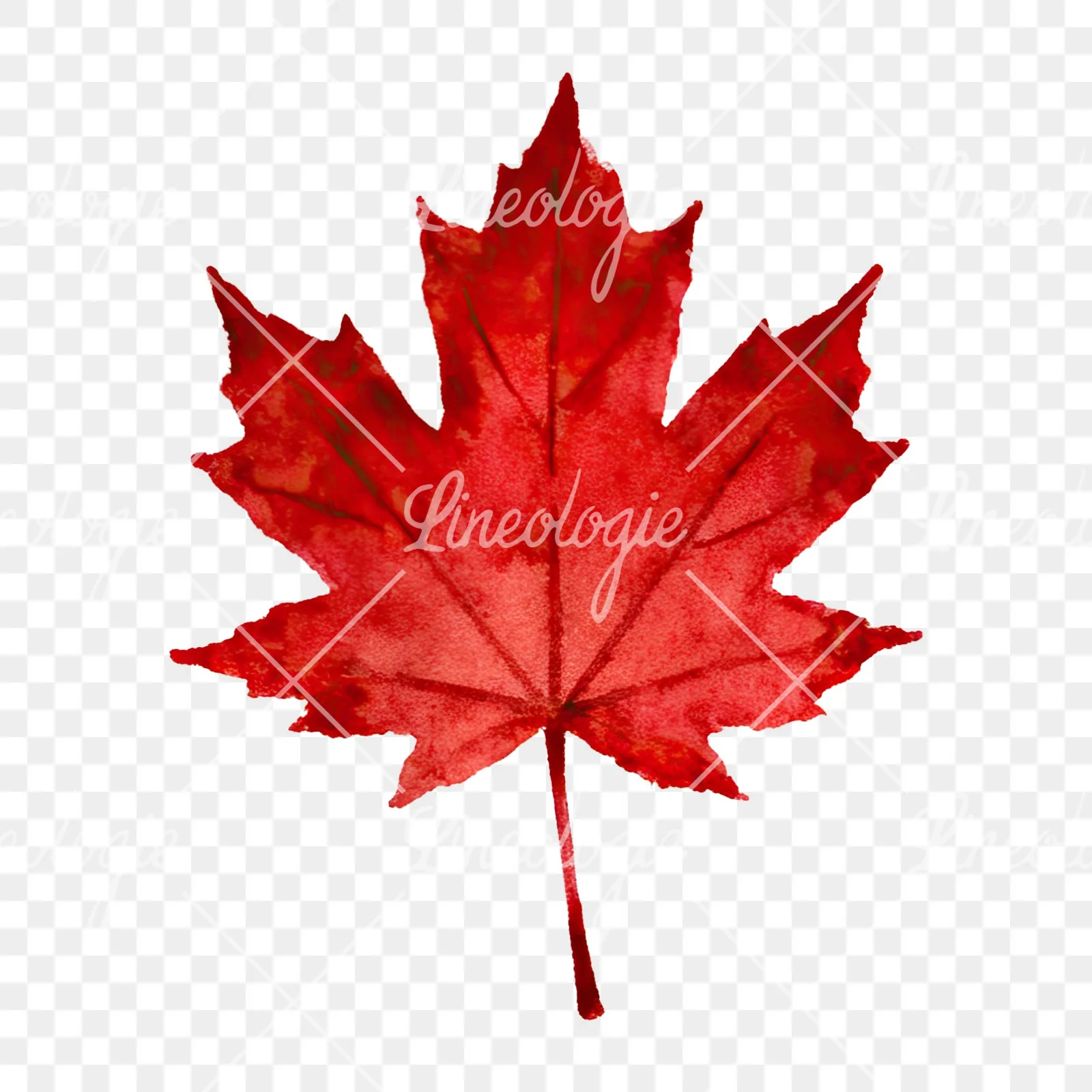 Watercolor brown autumn leaves acorn clipart 1 of 16 on a transparent background (PNG)