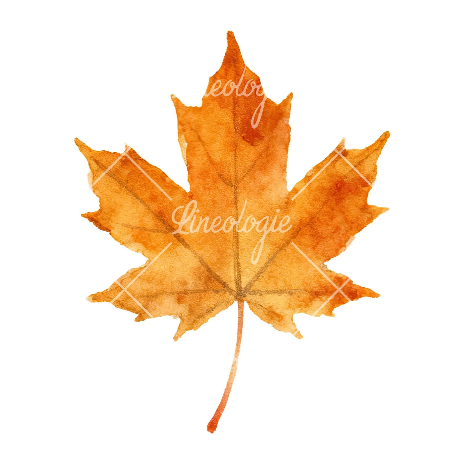 Watercolor brown autumn leaves acorn clipart 2 of 16 on a white background (JPG)