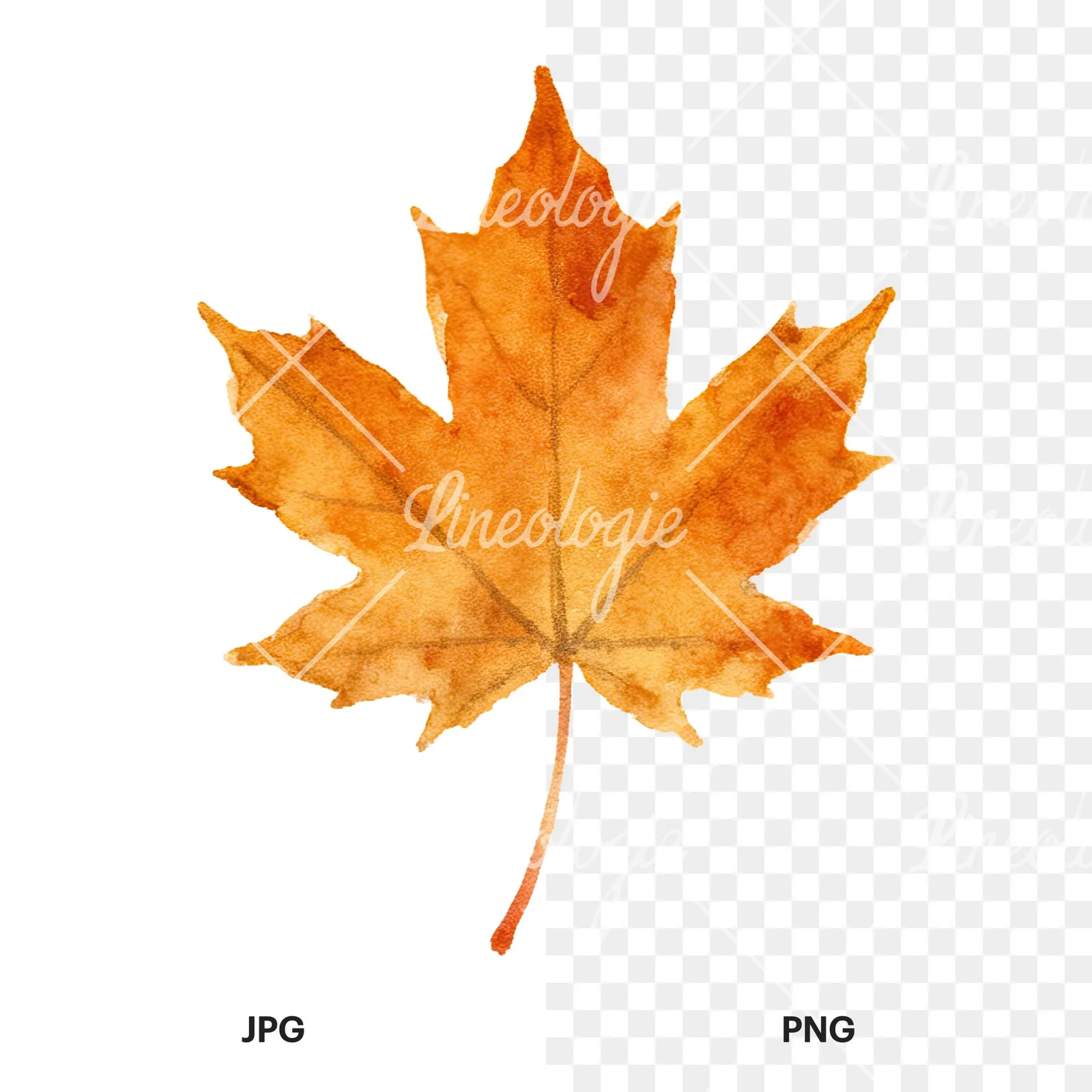 Watercolor brown autumn leaves acorn clipart 2 of 16, as a JPG on white and a transparent PNG