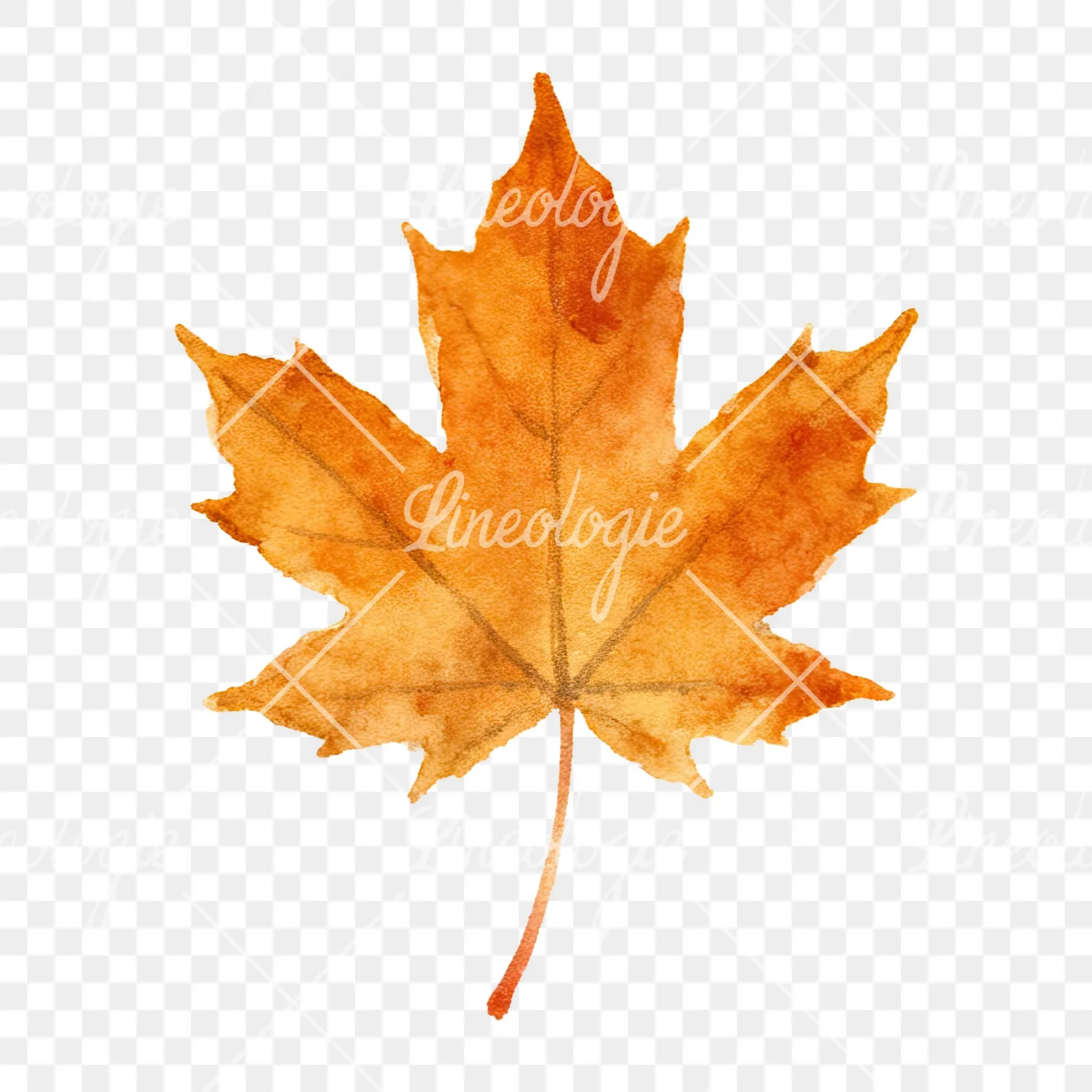 Watercolor brown autumn leaves acorn clipart 2 of 16 on a transparent background (PNG)
