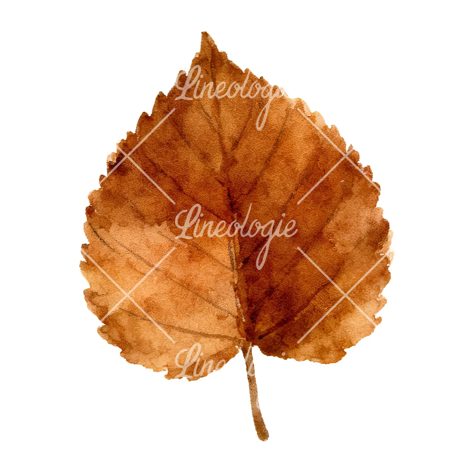 Watercolor brown autumn leaves acorn clipart 3 of 16 on a white background (JPG)