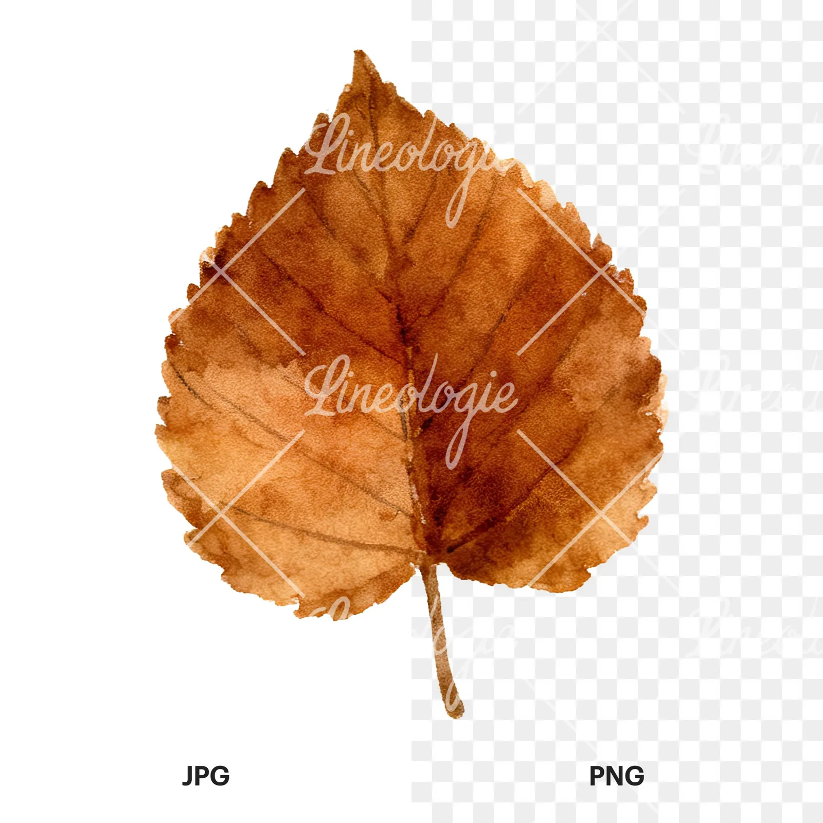 Watercolor brown autumn leaves acorn clipart 3 of 16, as a JPG on white and a transparent PNG
