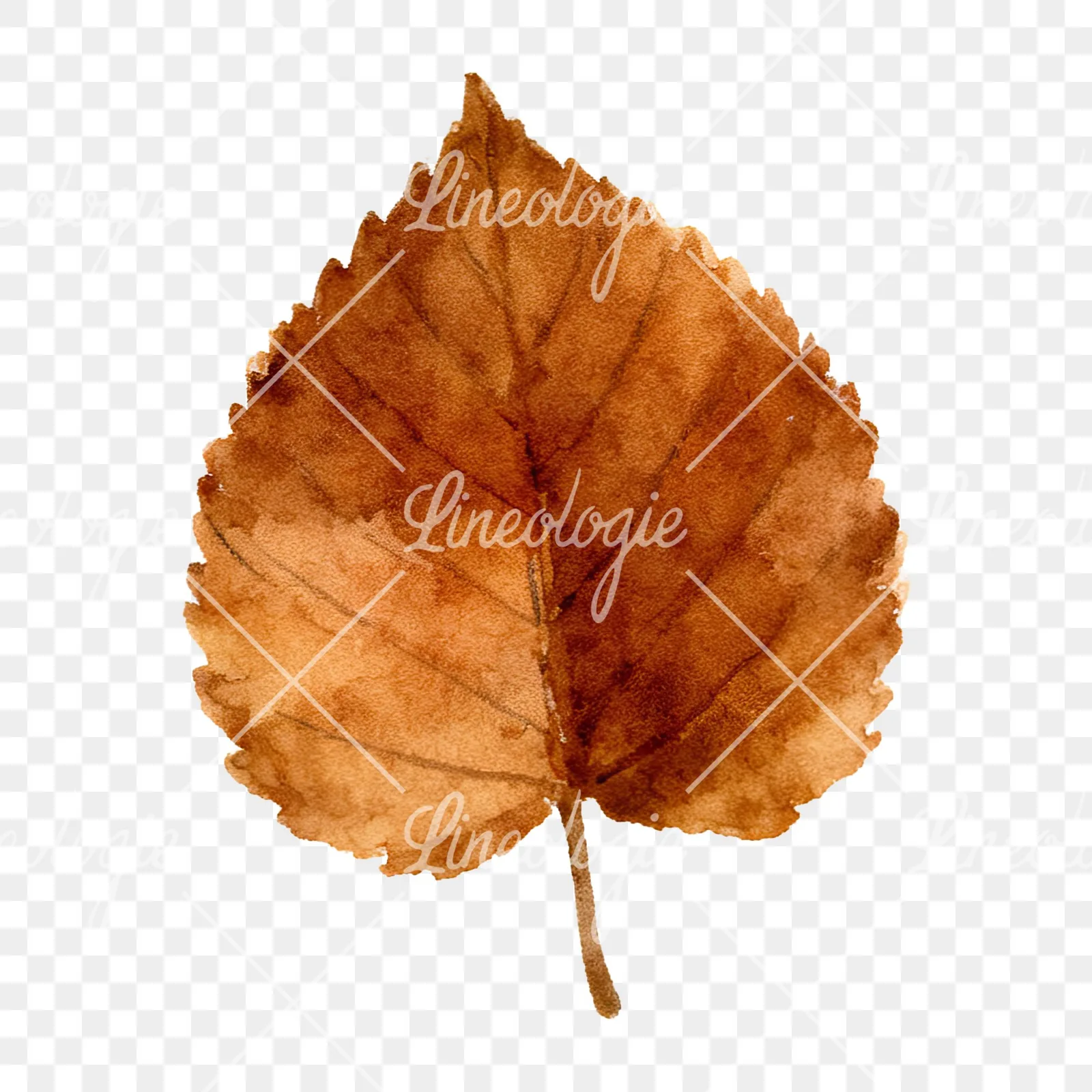 Watercolor brown autumn leaves acorn clipart 3 of 16 on a transparent background (PNG)