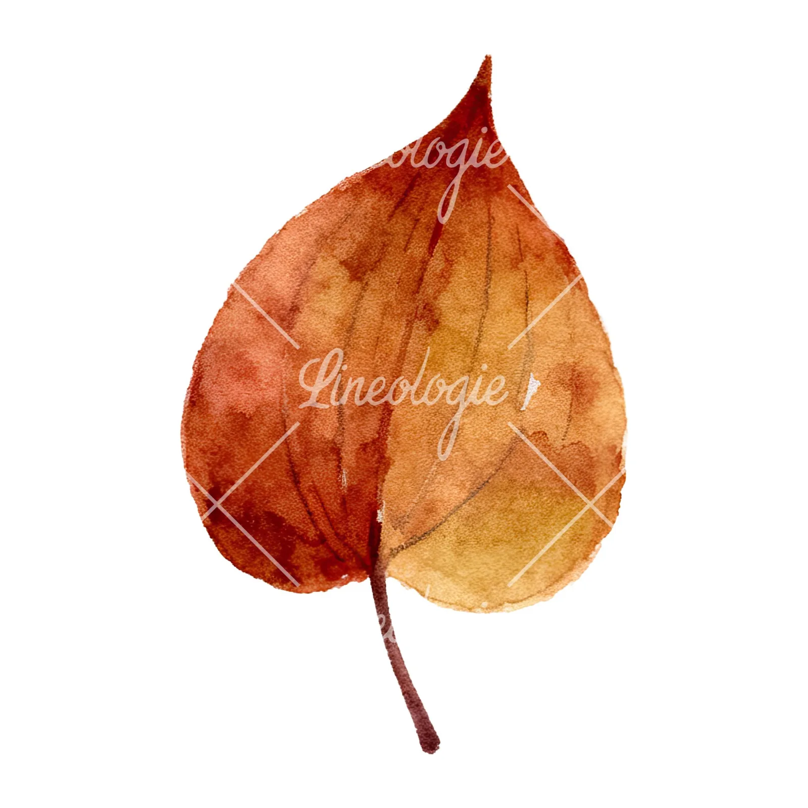Watercolor brown autumn leaves acorn clipart 4 of 16 on a white background (JPG)