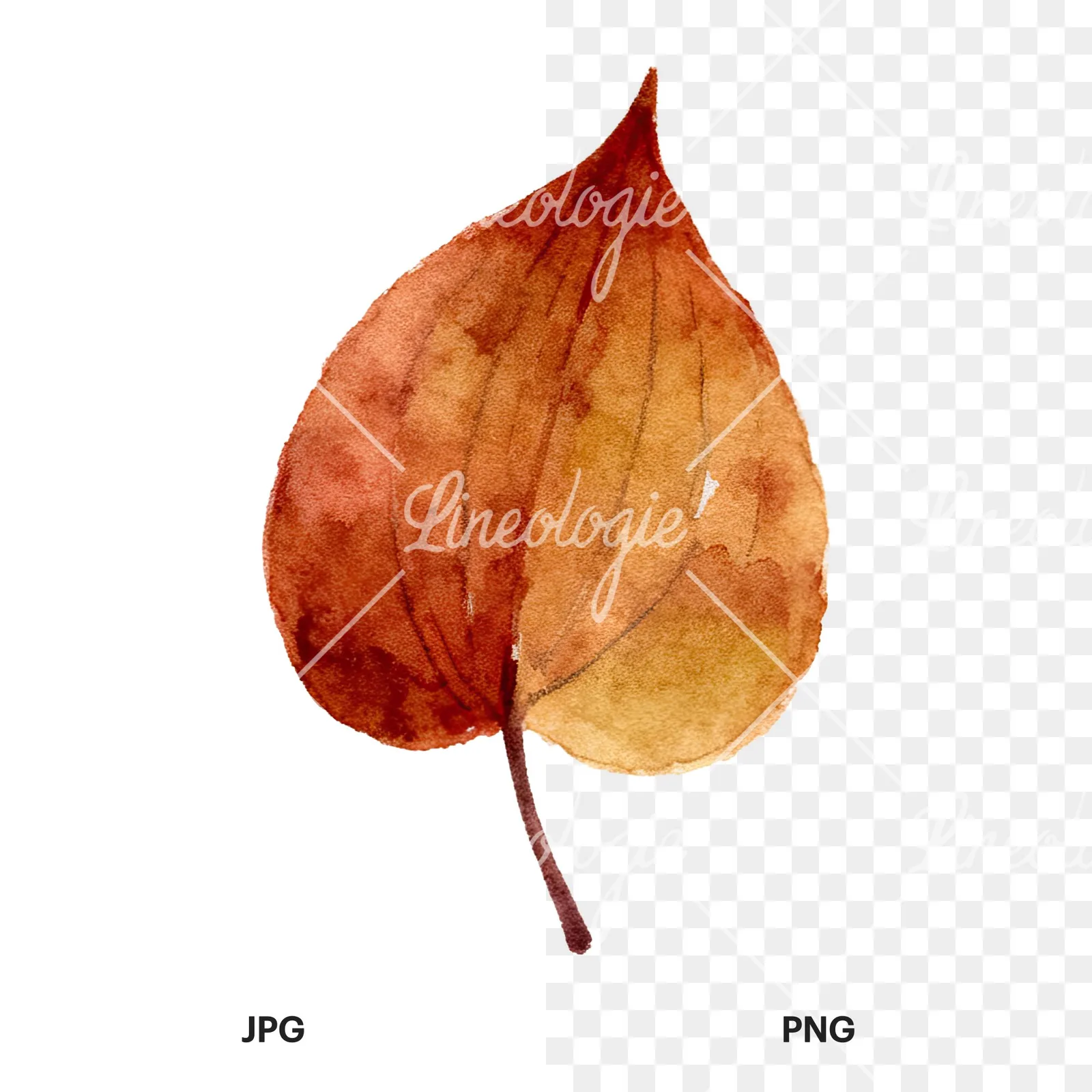 Watercolor brown autumn leaves acorn clipart 4 of 16, as a JPG on white and a transparent PNG