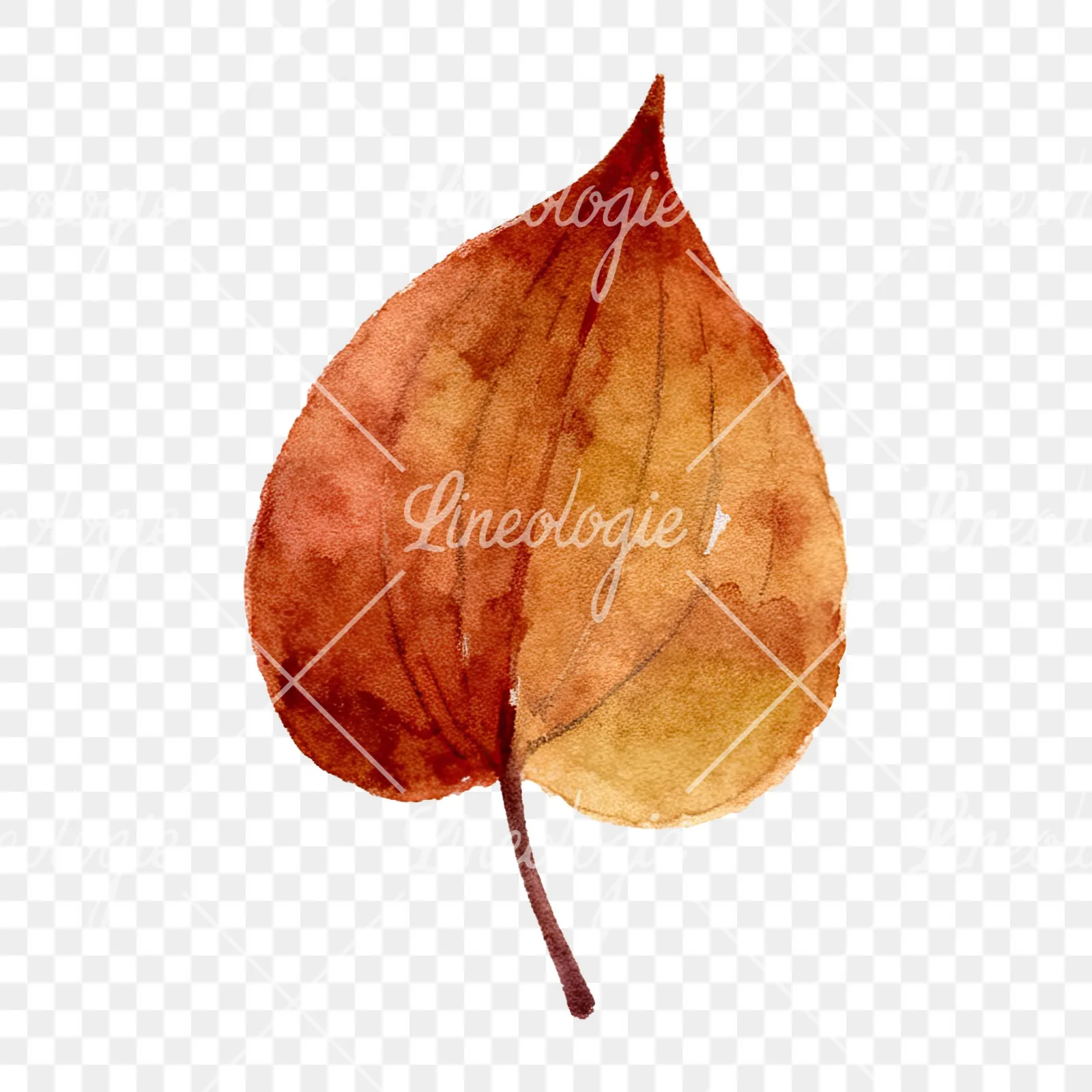Watercolor brown autumn leaves acorn clipart 4 of 16 on a transparent background (PNG)