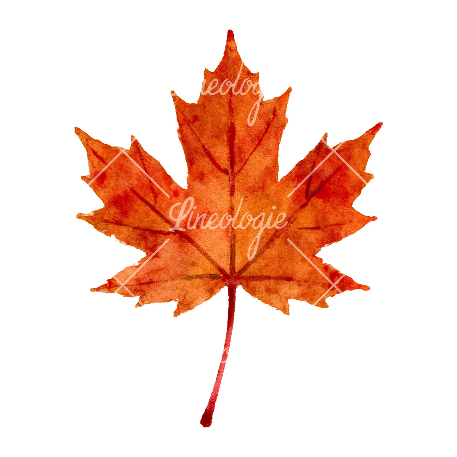 Watercolor brown autumn leaves acorn clipart 5 of 16 on a white background (JPG)