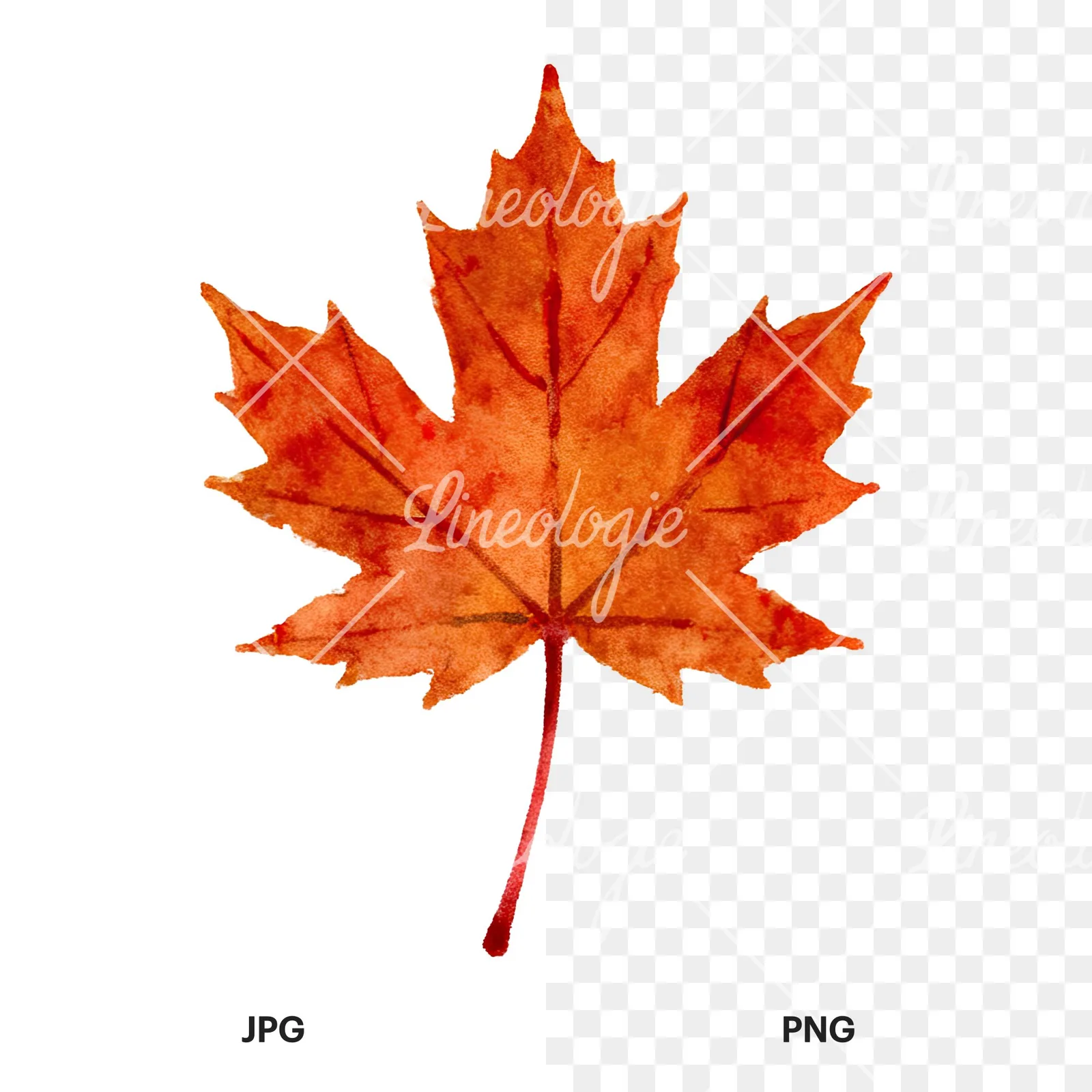 Watercolor brown autumn leaves acorn clipart 5 of 16, as a JPG on white and a transparent PNG