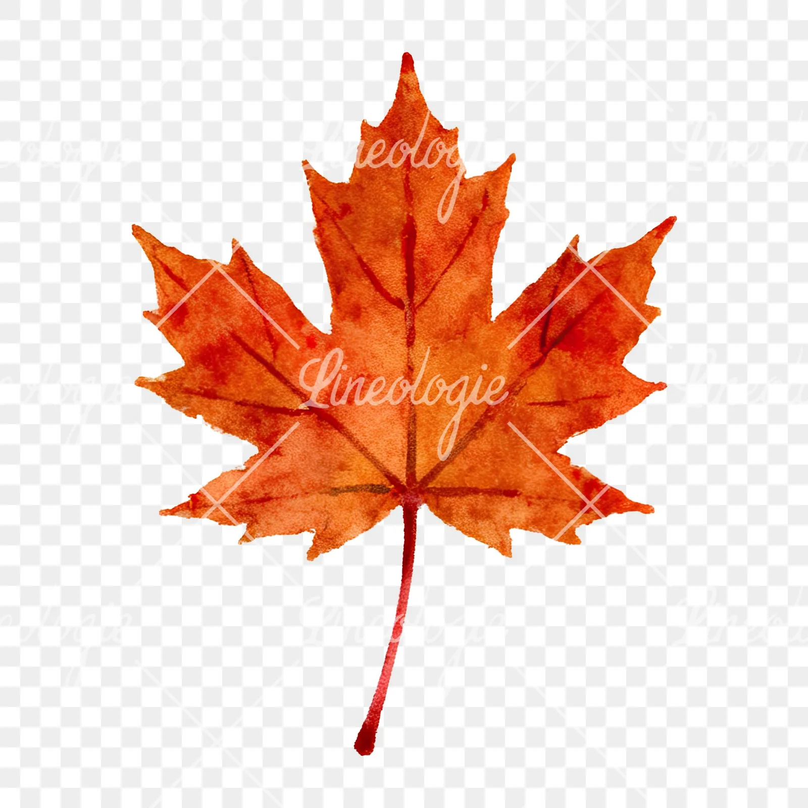 Watercolor brown autumn leaves acorn clipart 5 of 16 on a transparent background (PNG)
