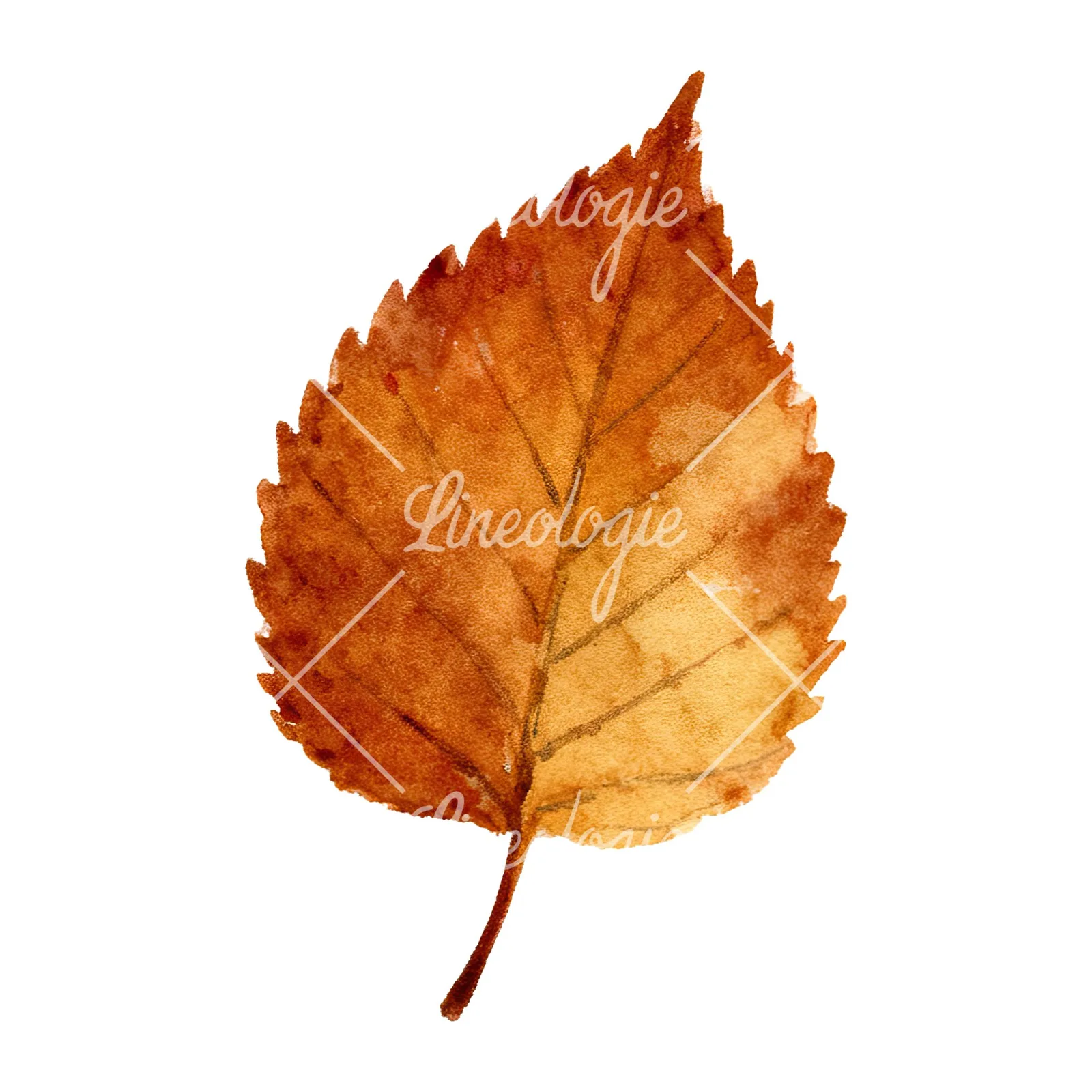 Watercolor brown autumn leaves acorn clipart 6 of 16 on a white background (JPG)