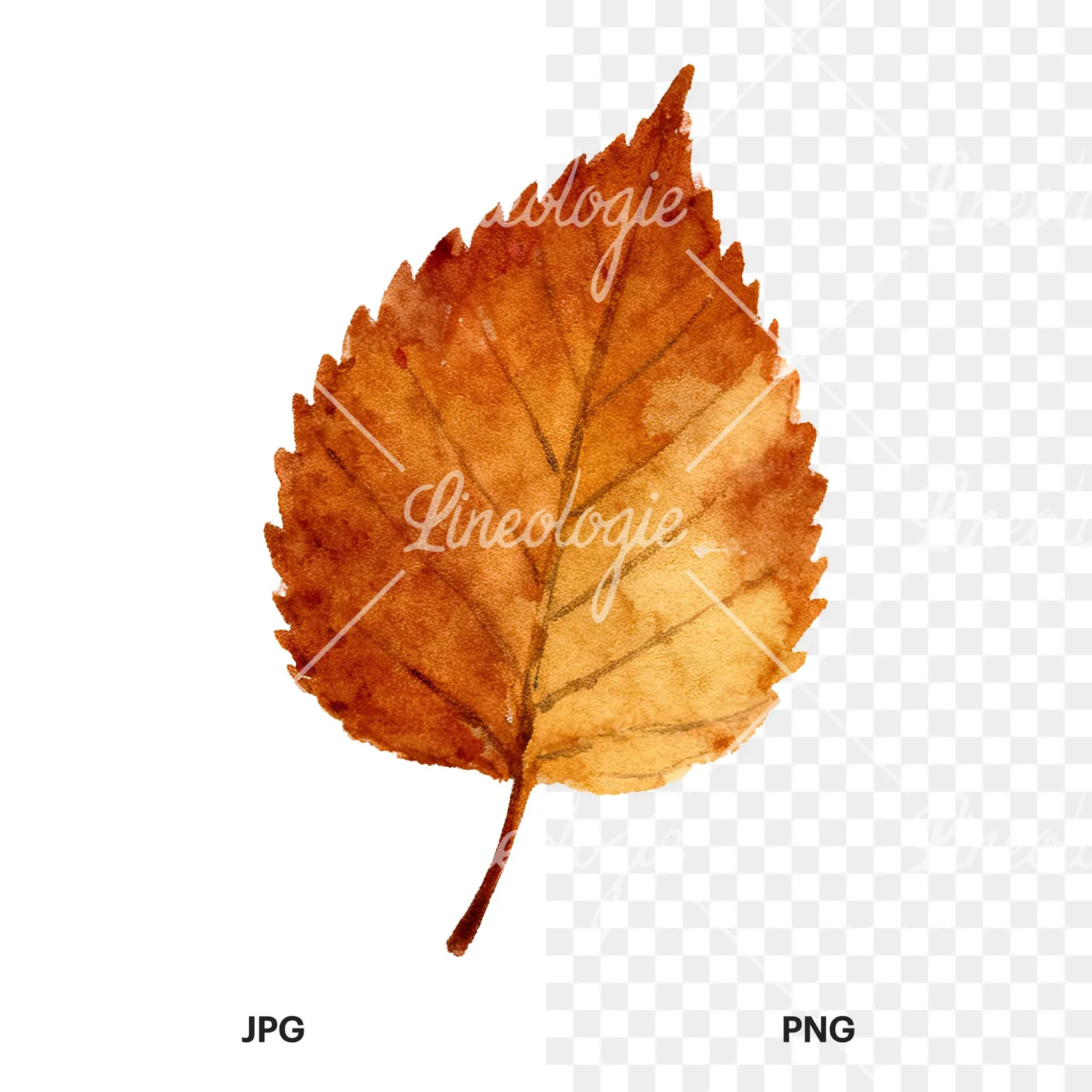 Watercolor brown autumn leaves acorn clipart 6 of 16, as a JPG on white and a transparent PNG