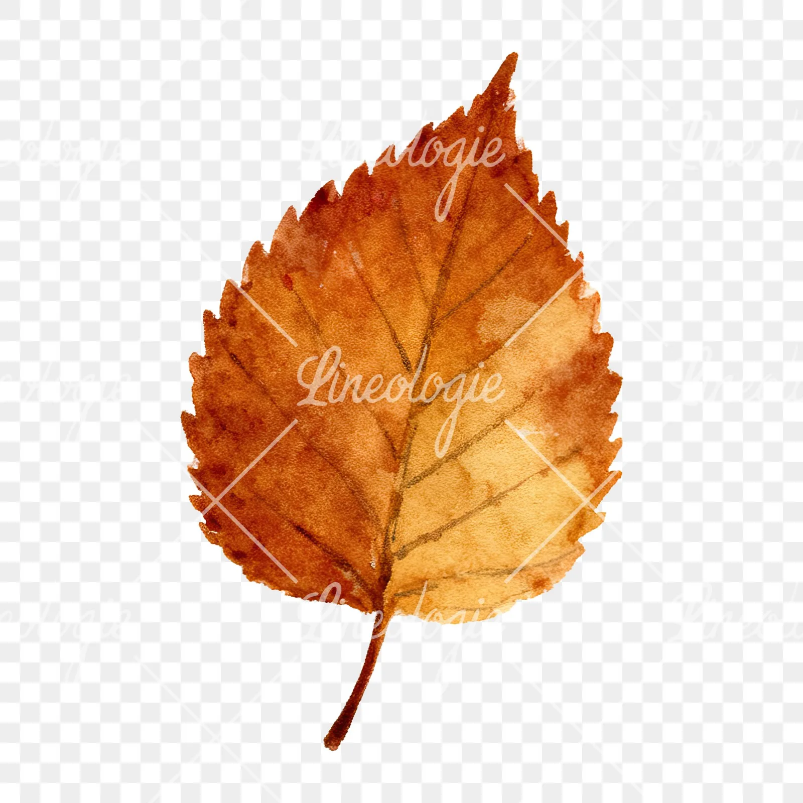 Watercolor brown autumn leaves acorn clipart 6 of 16 on a transparent background (PNG)