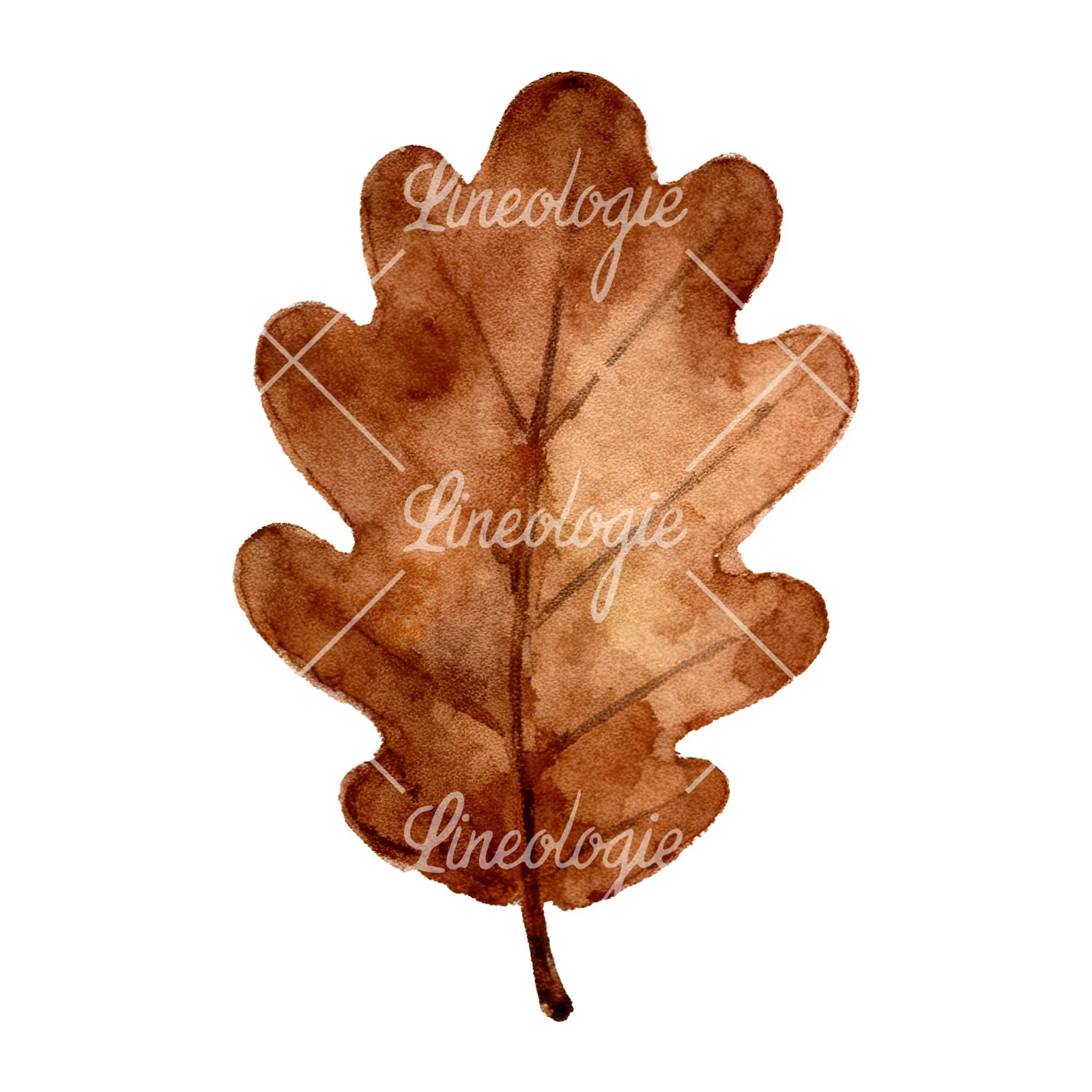 Watercolor brown autumn leaves acorn clipart 7 of 16 on a white background (JPG)