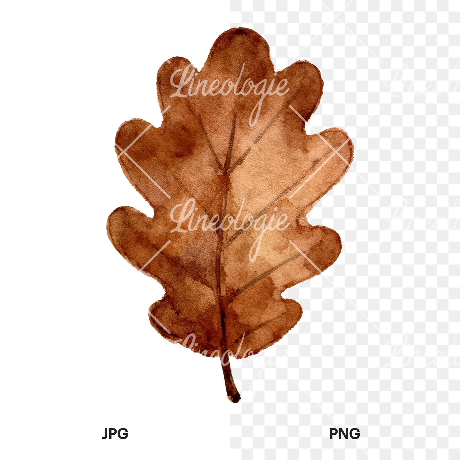 Watercolor brown autumn leaves acorn clipart 7 of 16, as a JPG on white and a transparent PNG