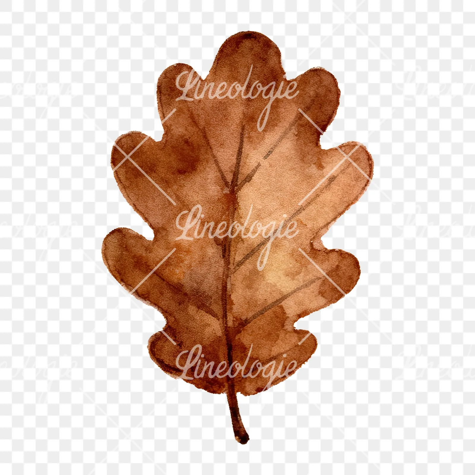 Watercolor brown autumn leaves acorn clipart 7 of 16 on a transparent background (PNG)