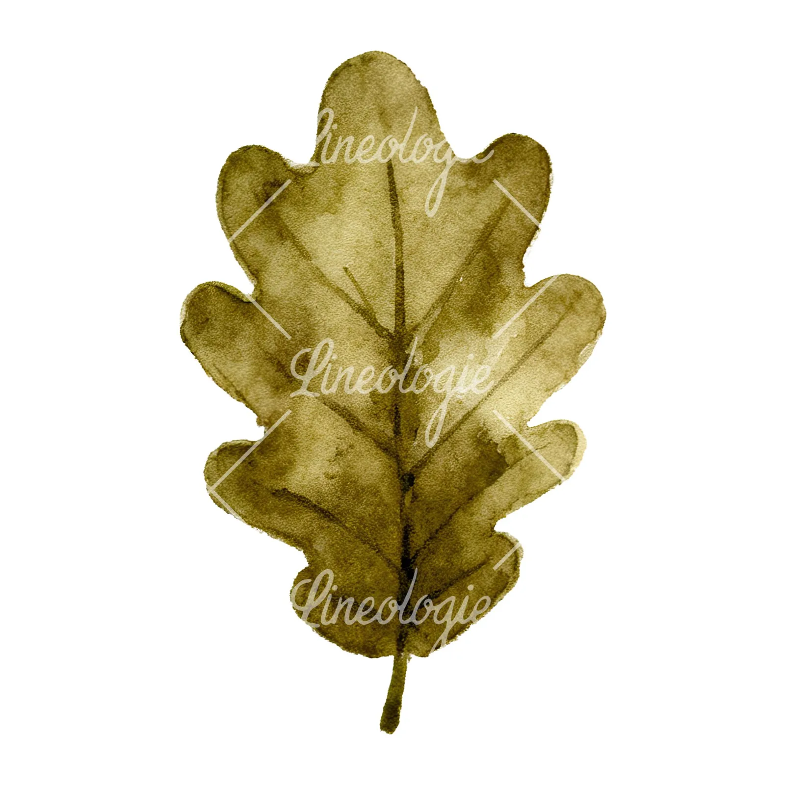 Watercolor brown autumn leaves acorn clipart 8 of 16 on a white background (JPG)